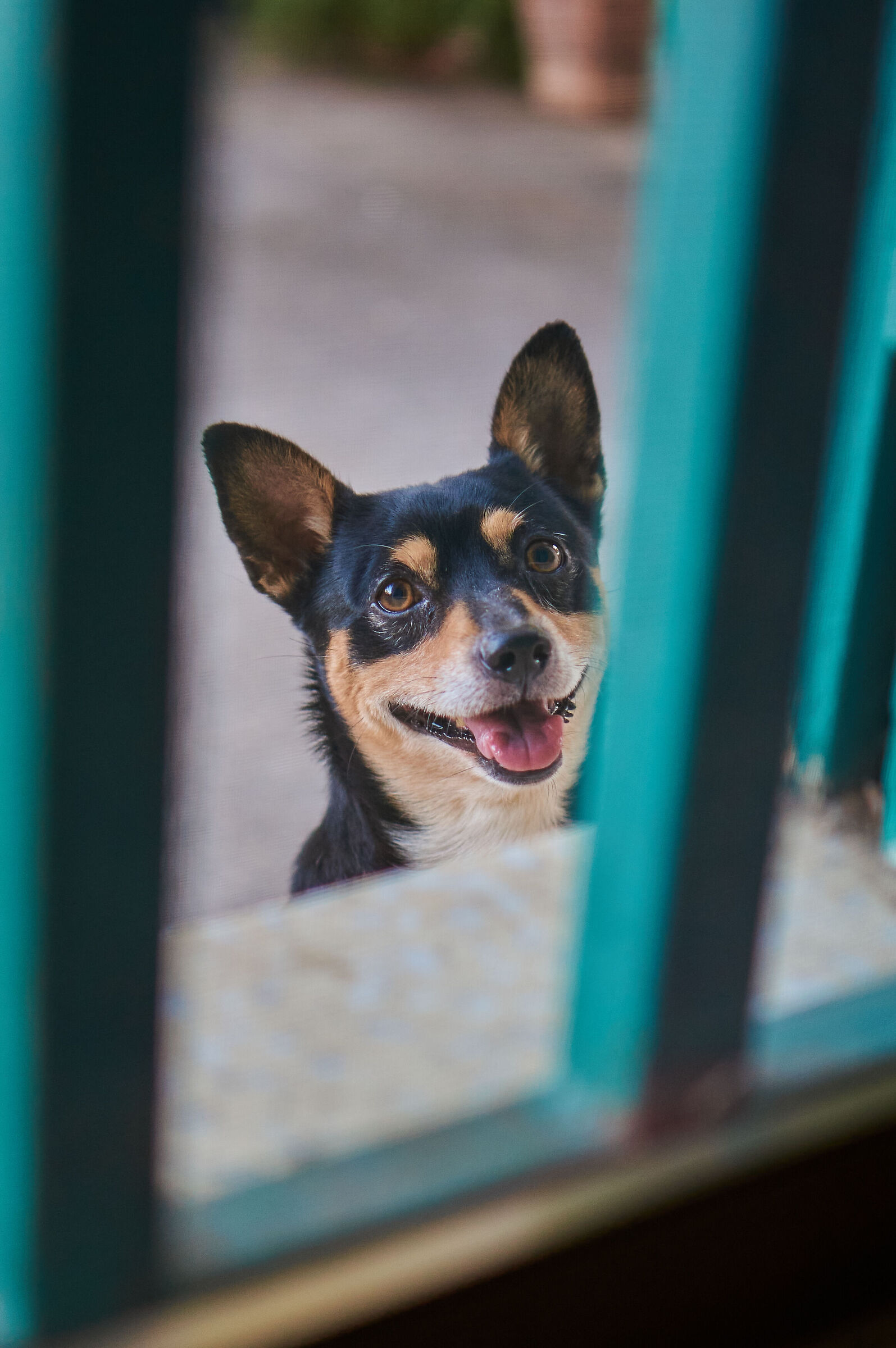 Billy: a cute little dog