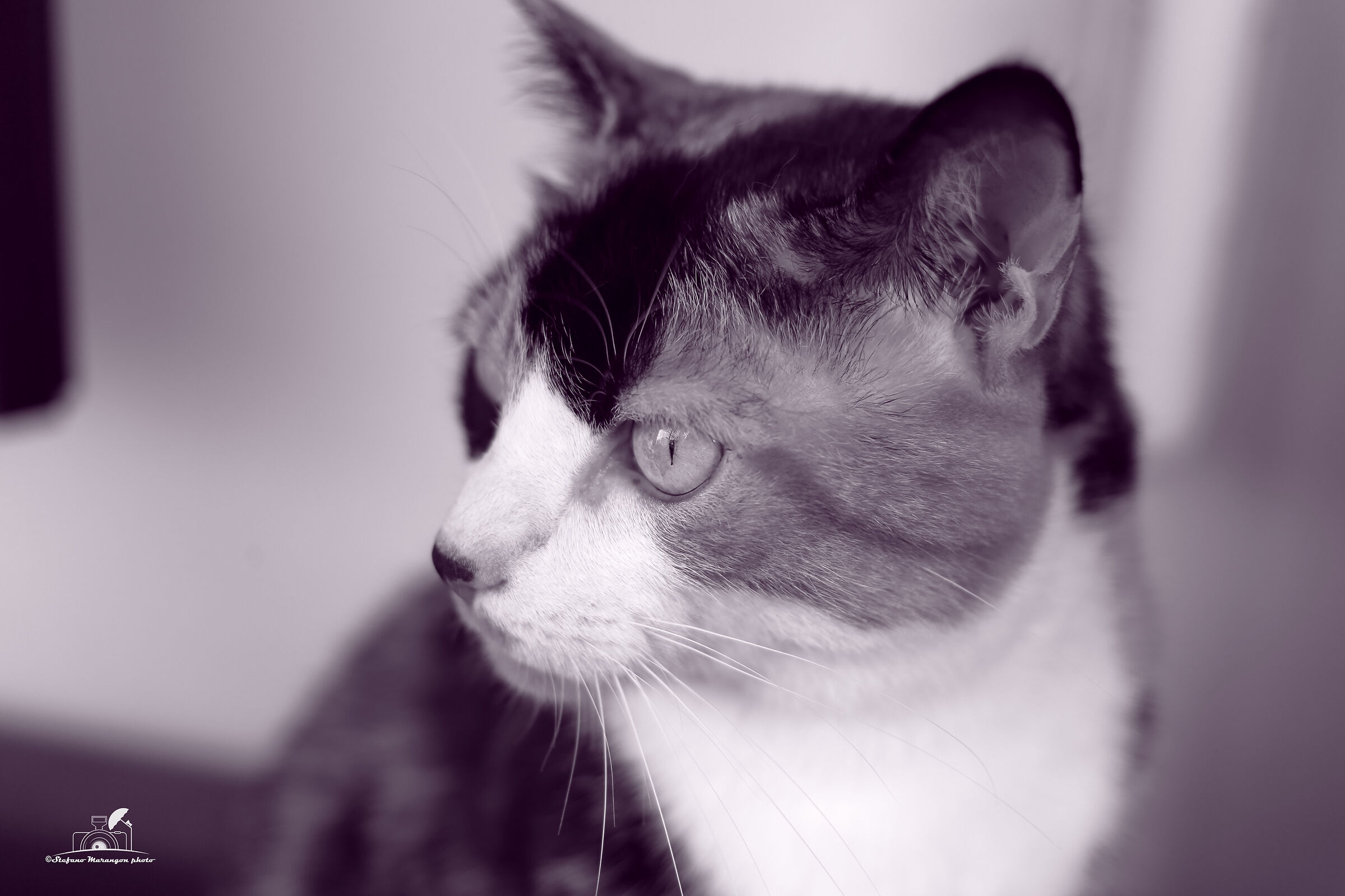 bwzoe