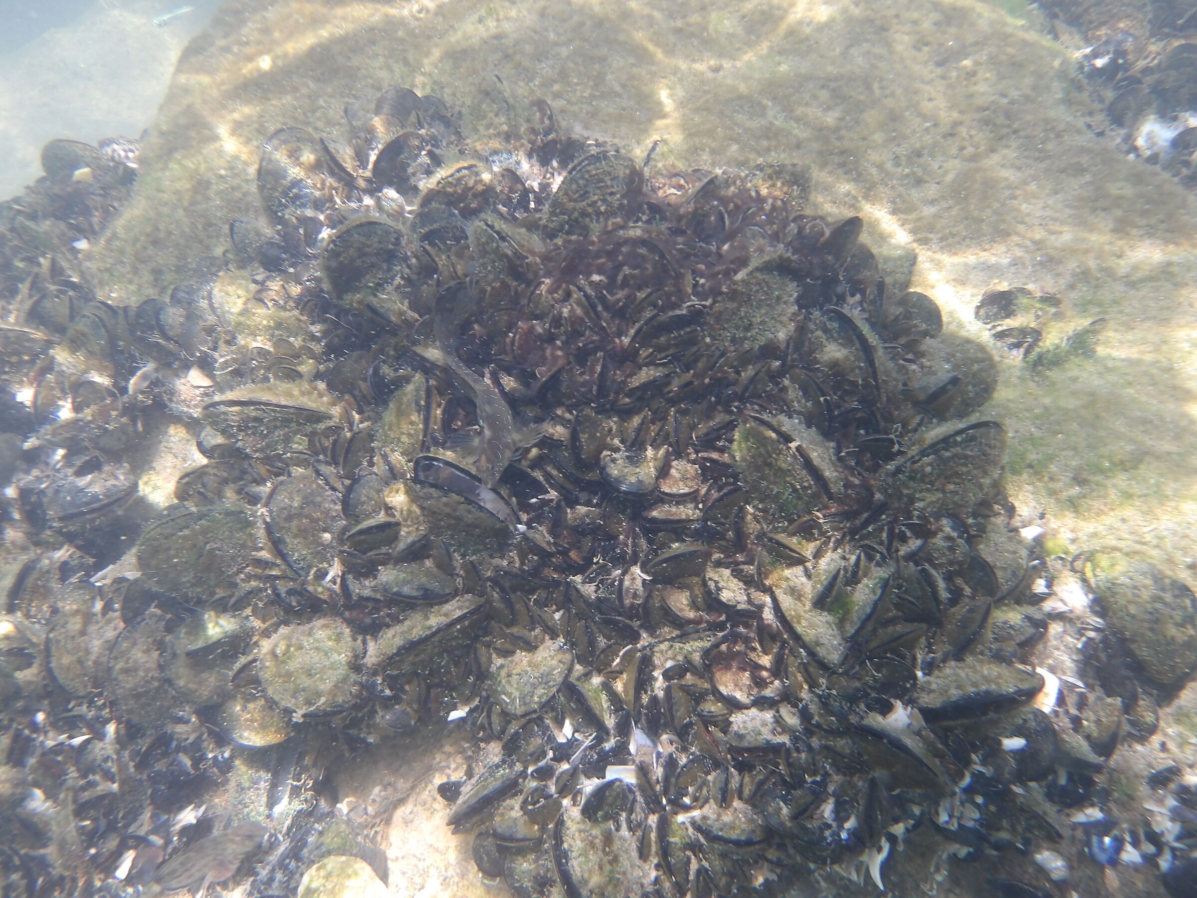 Mimetismo perfetto, Perfect Camouflage