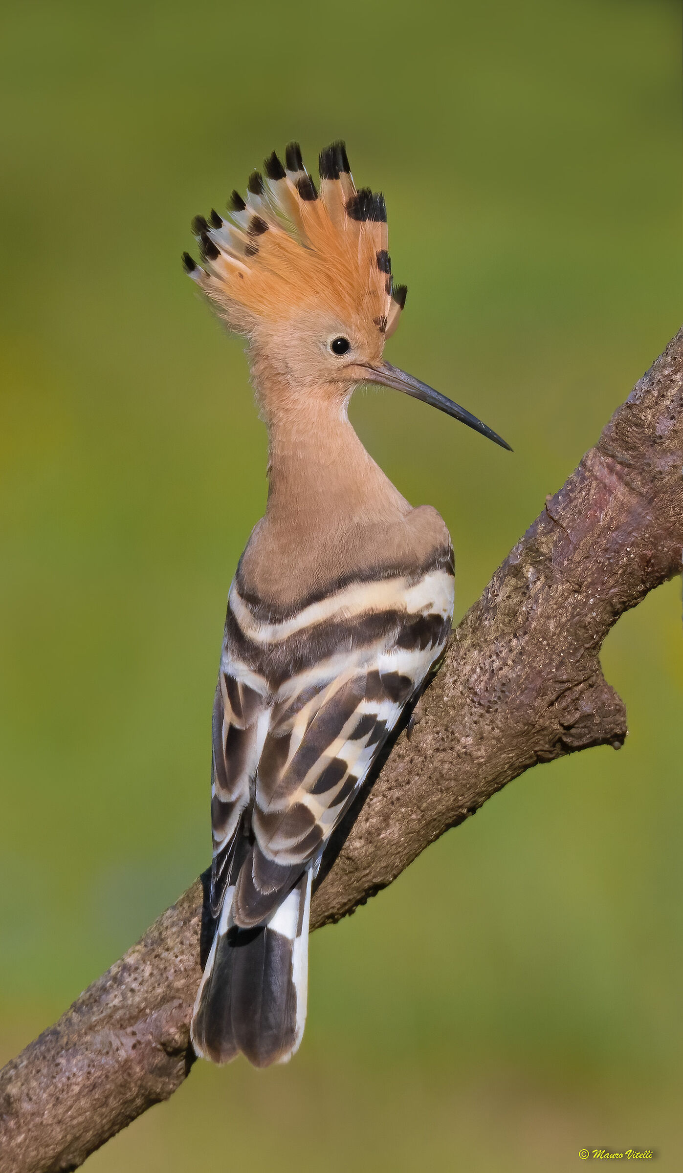Hoopoe (Hoopoe epops)