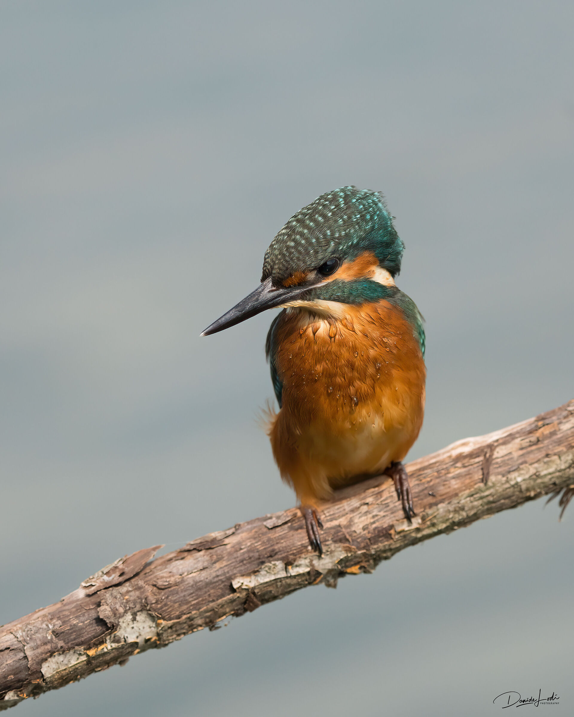 Kingfisher