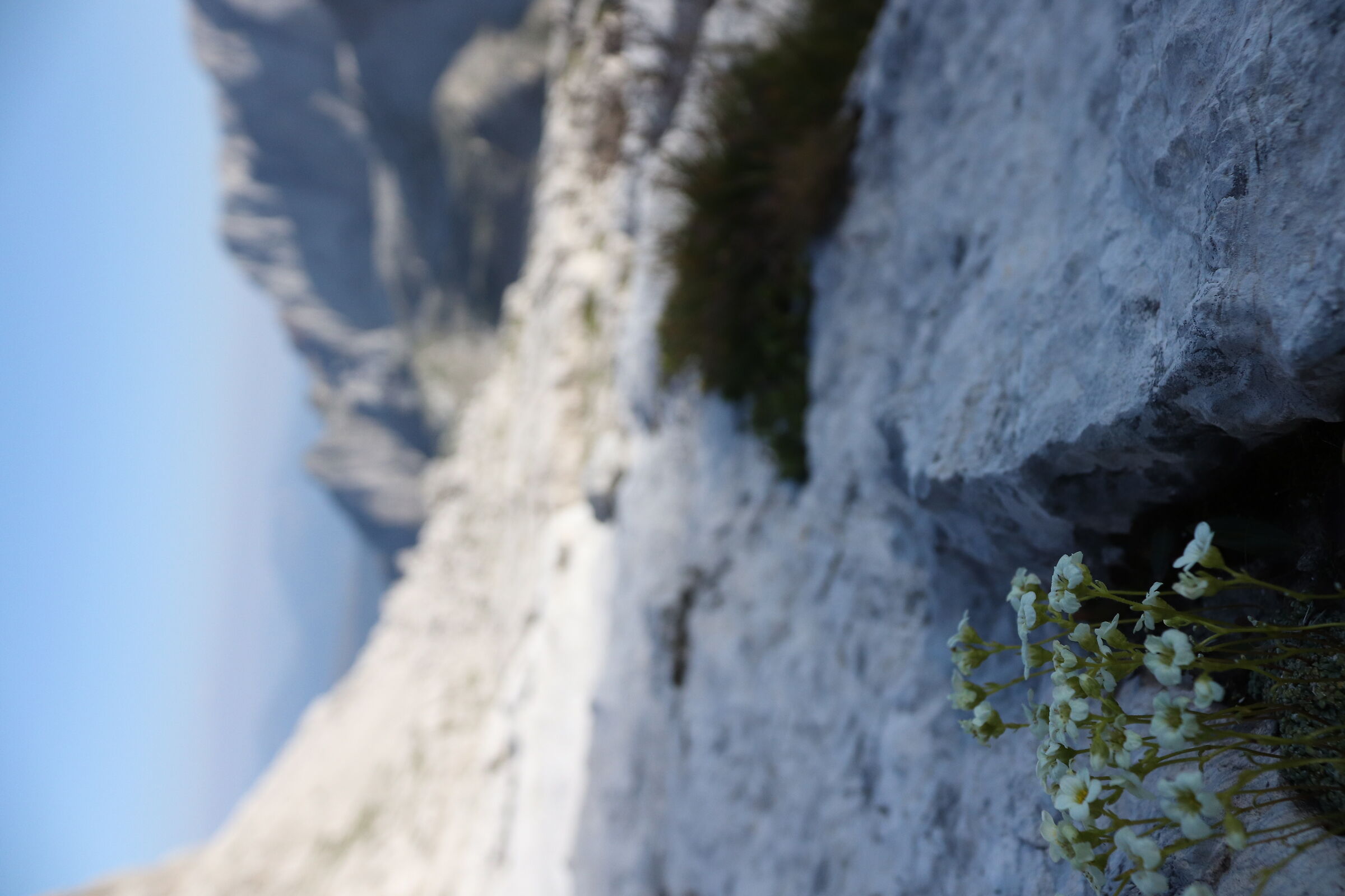 Refuge Tosa - Pedrotti