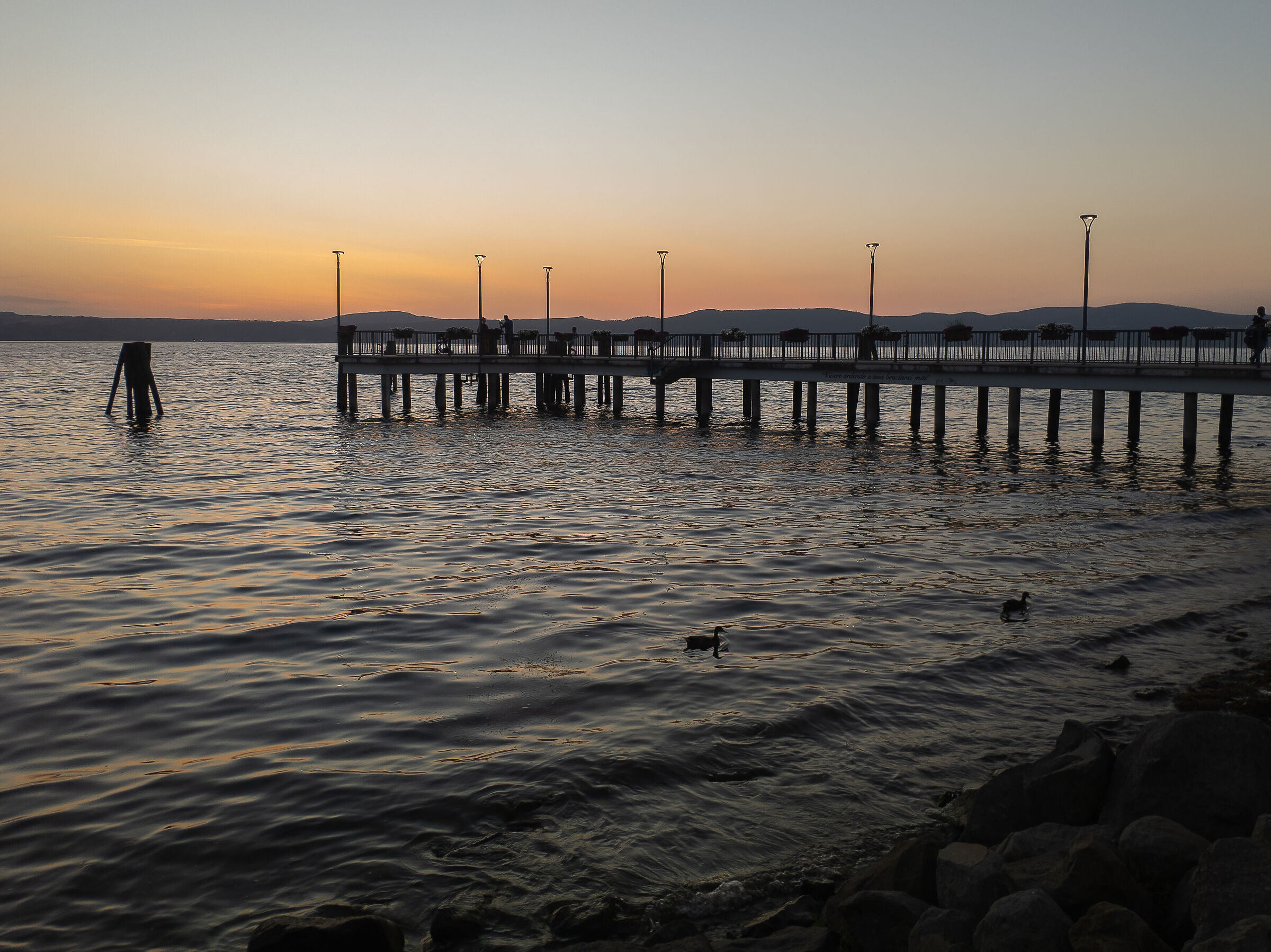 Ducks on the shores of Lake Bracciano