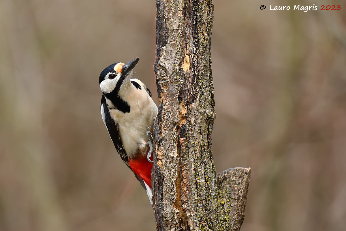 Picchio rosso maggiore