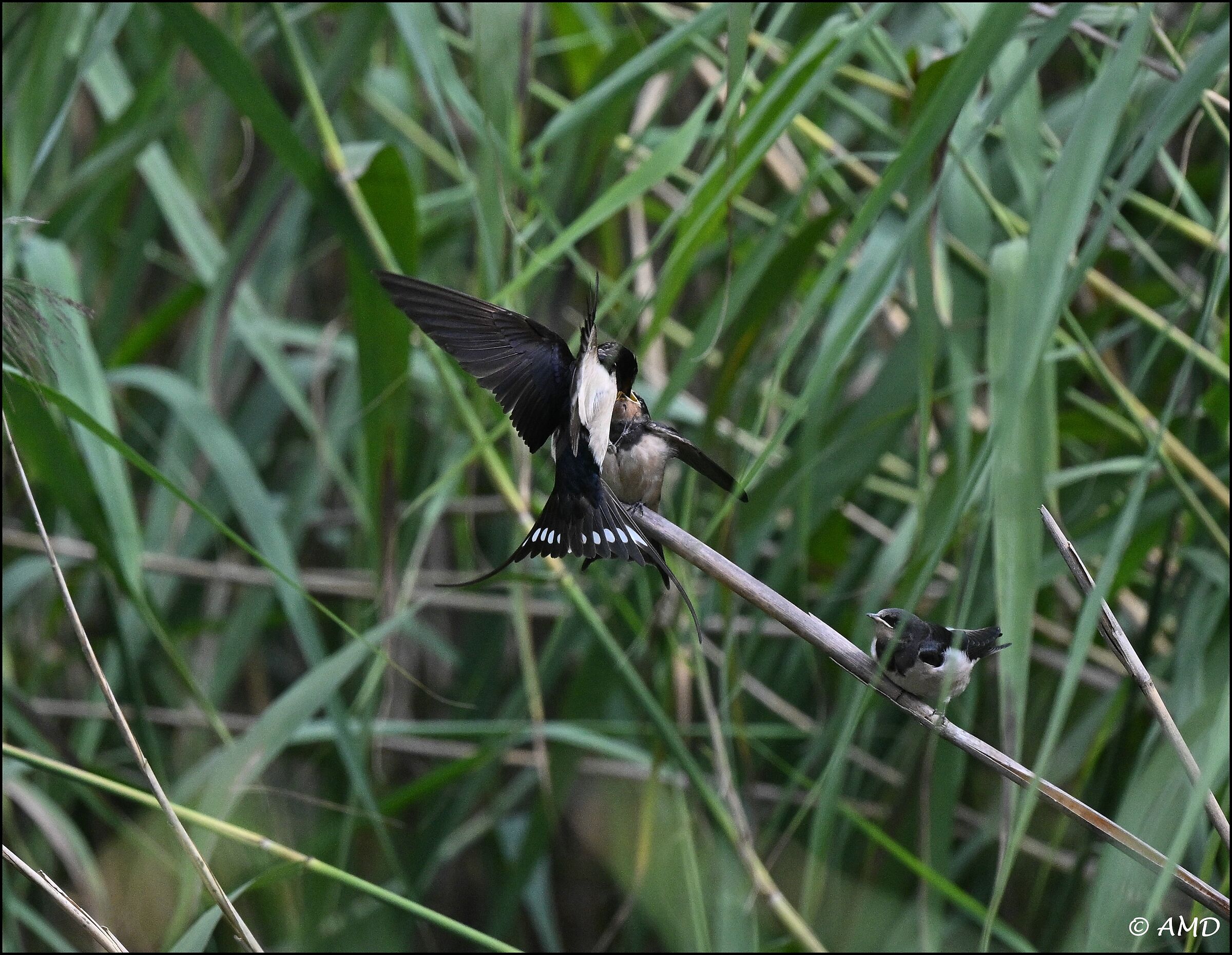Barn swallows