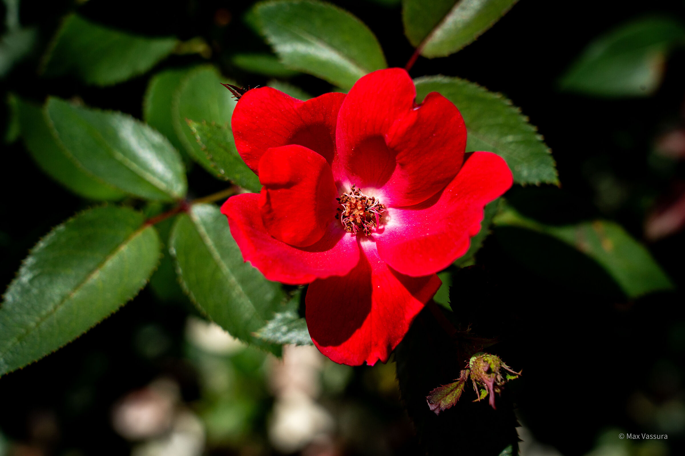 Rosellina selvatica