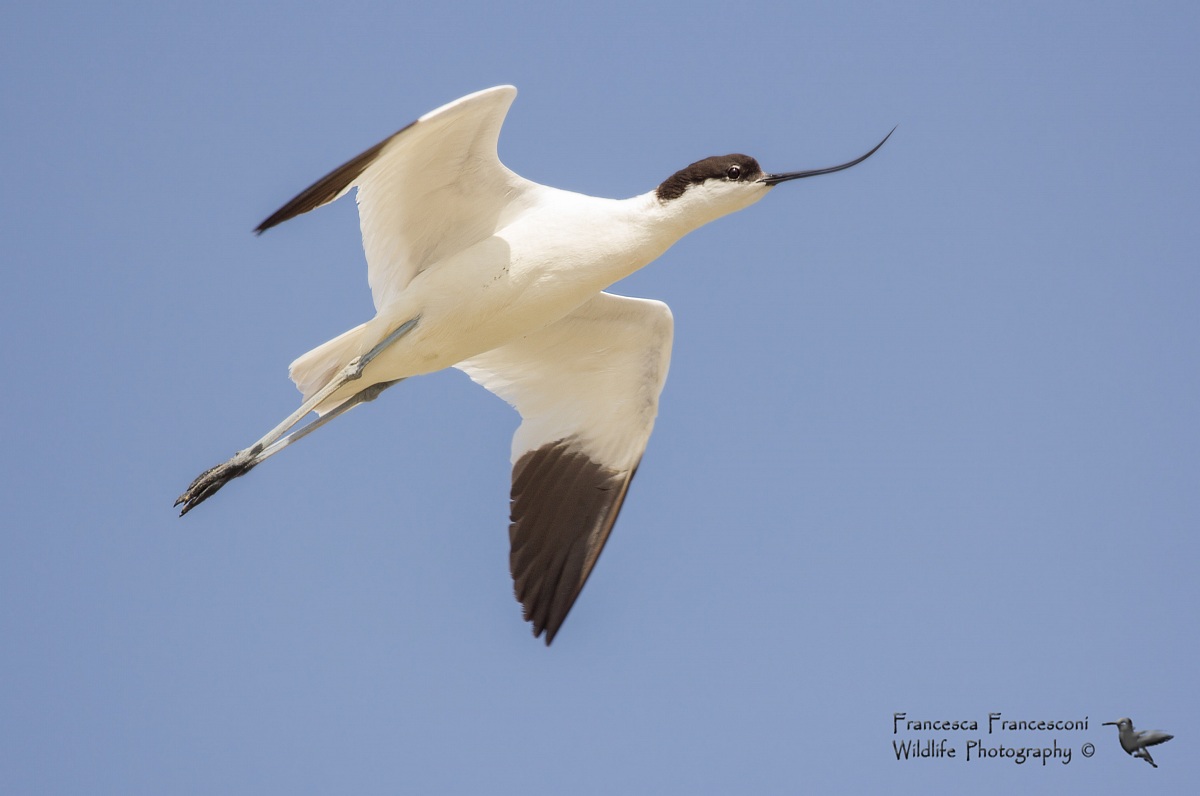 Avocet