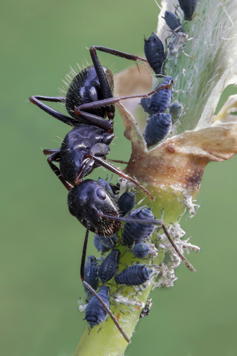 Camponotus sp. z o.o.