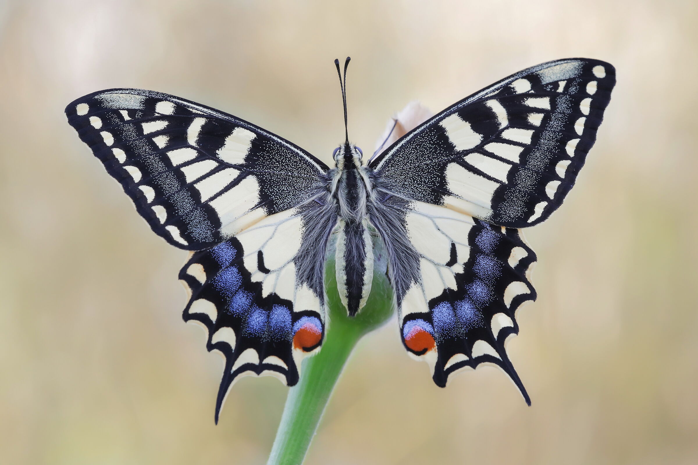 Papilio machaon