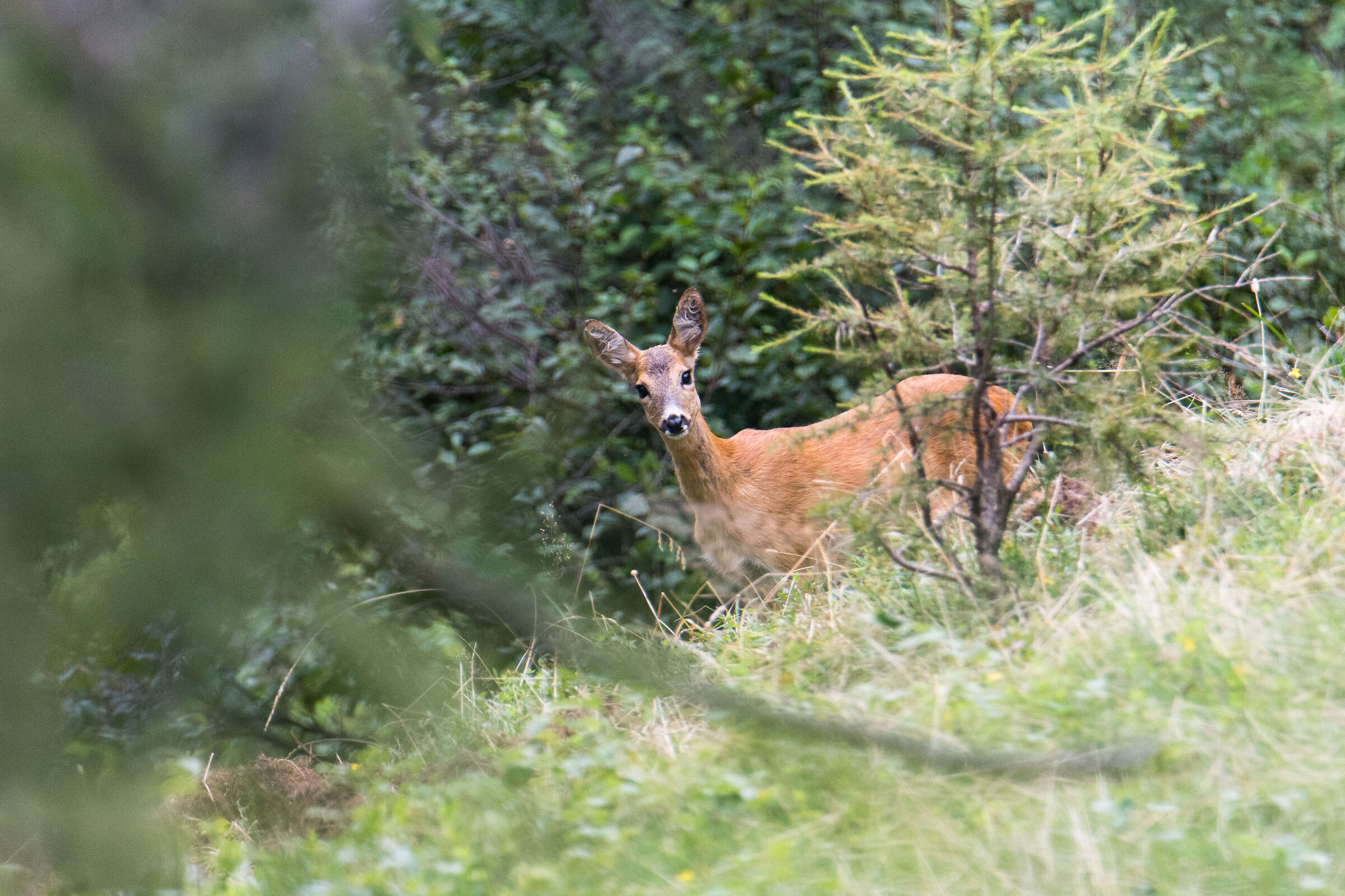 Roe deer in summer coat