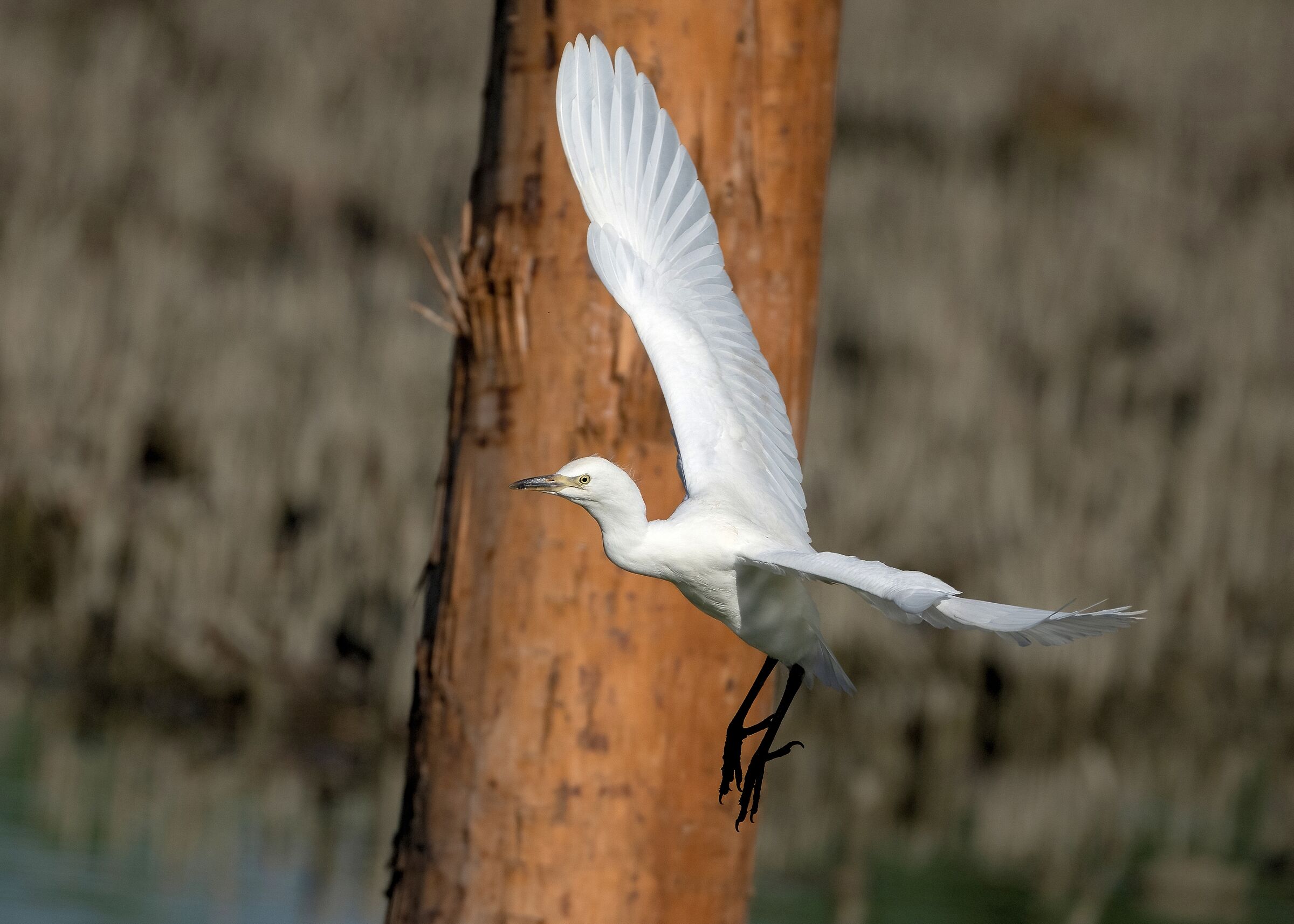 Cattle egret
