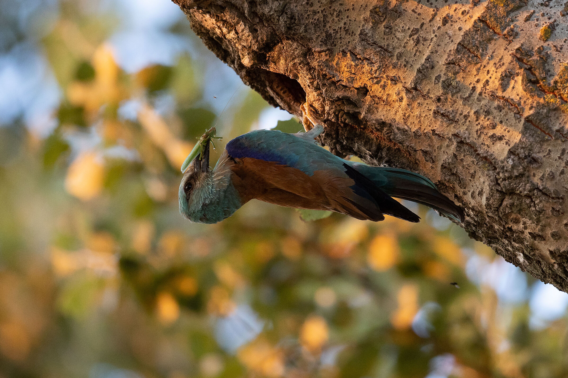 ghiandaia marina con ortottero