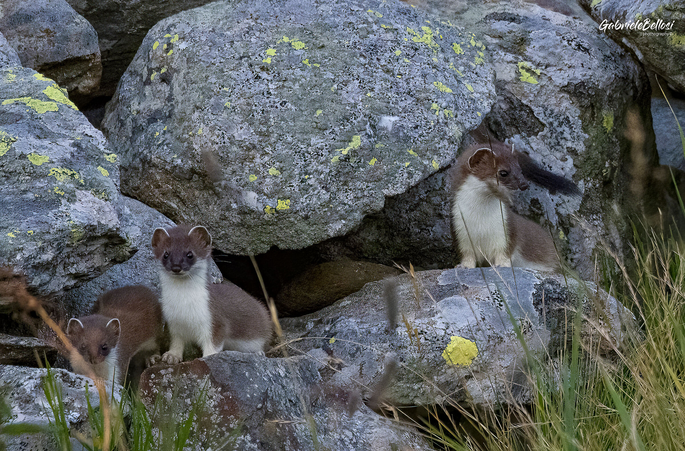 Stoats