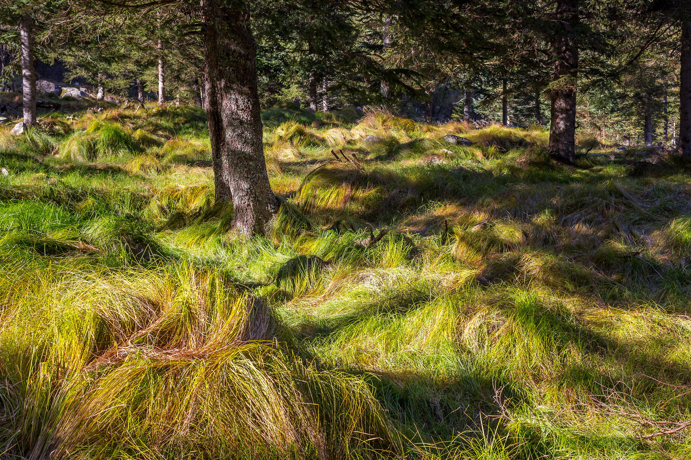 Spennellate nel bosco.