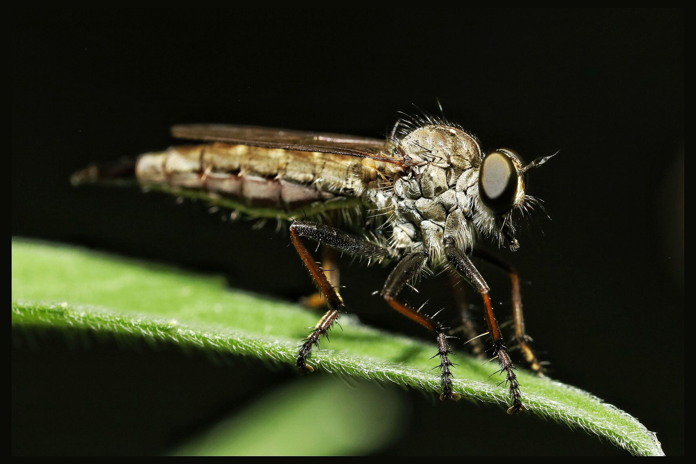 Tolmerus atricapillus &female;