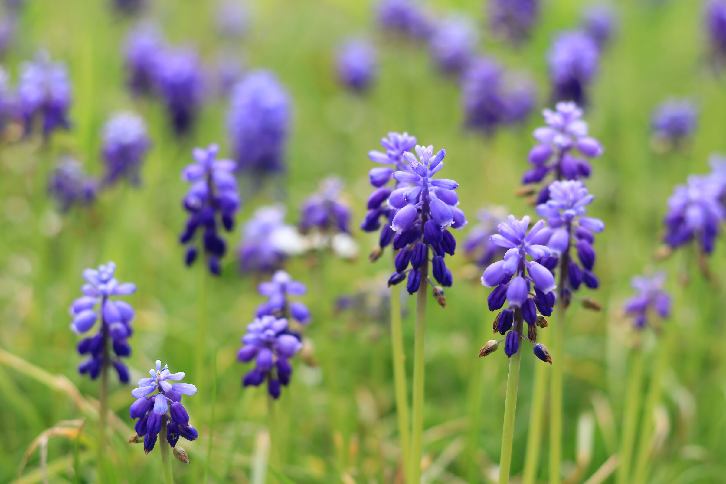 Muscari