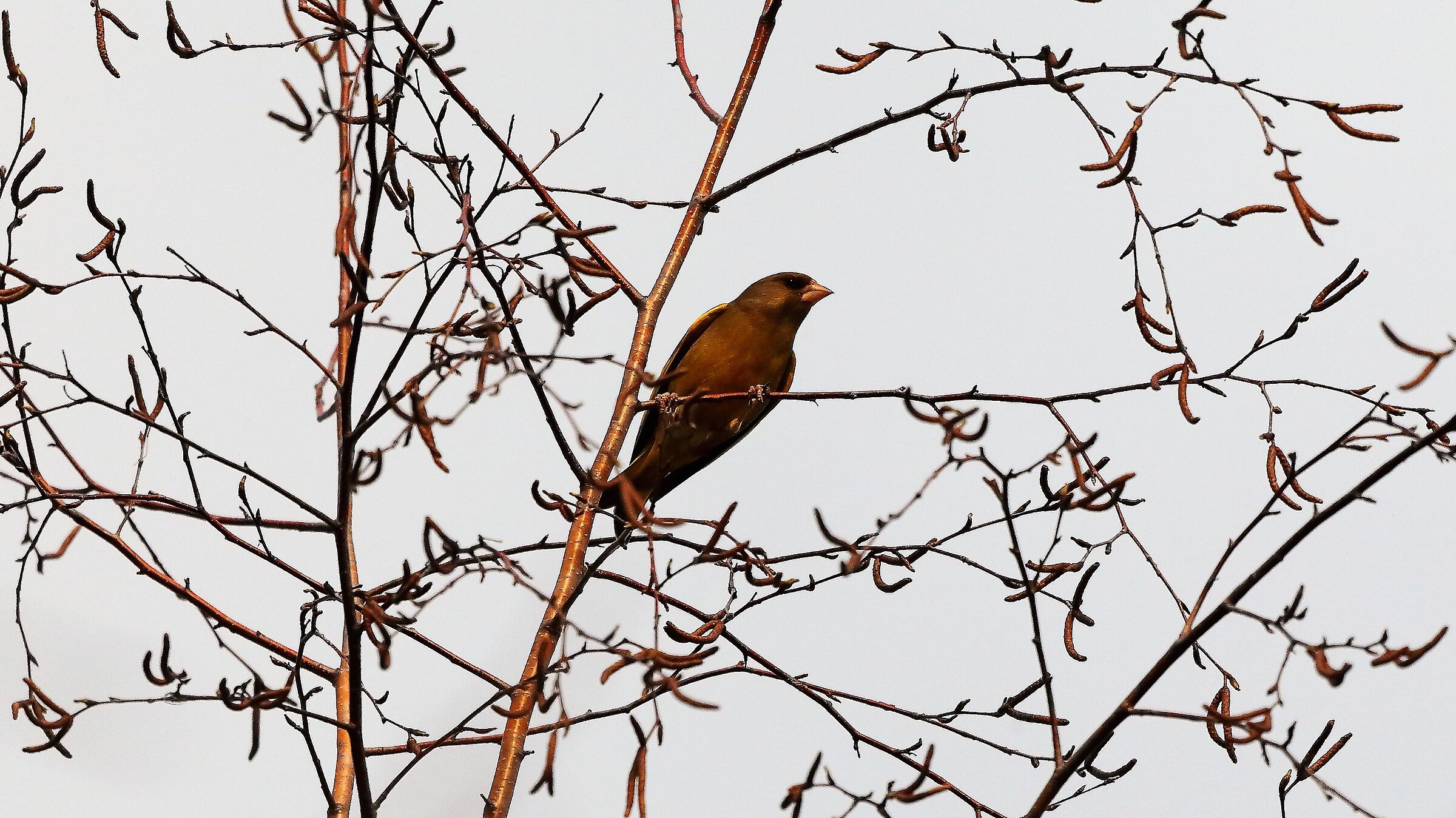 Fringuello 06 marzo 2023