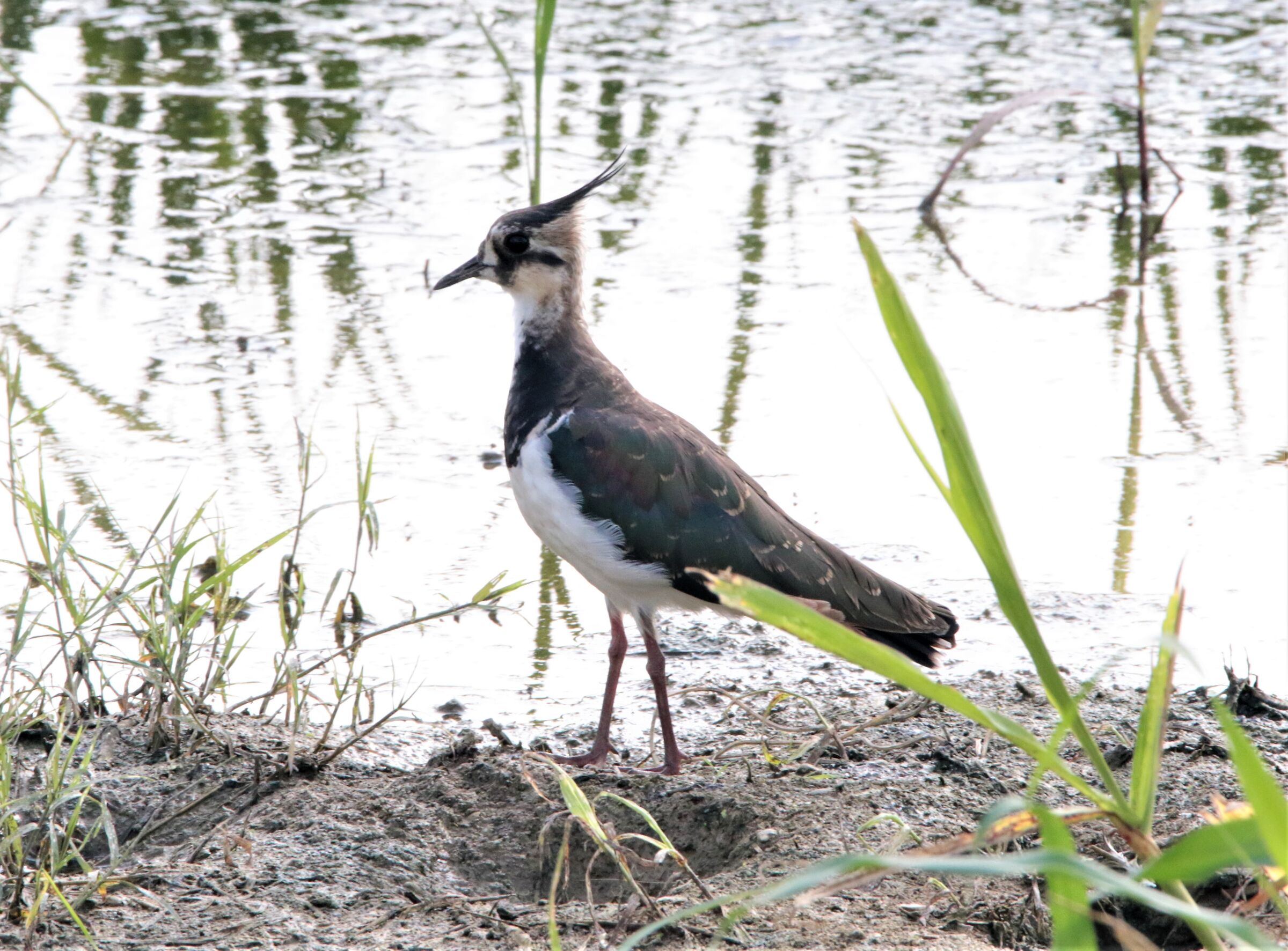lapwing