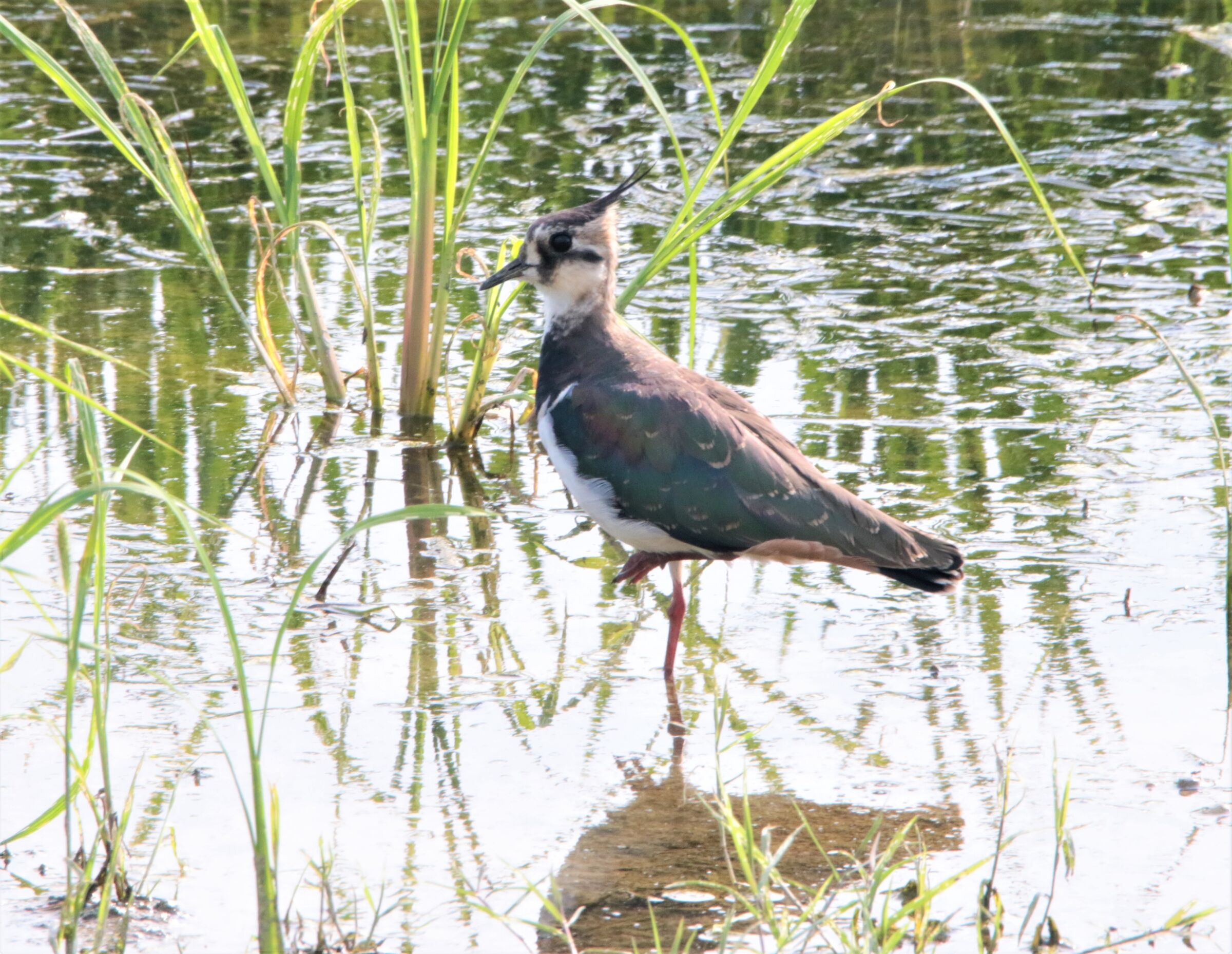 lapwing