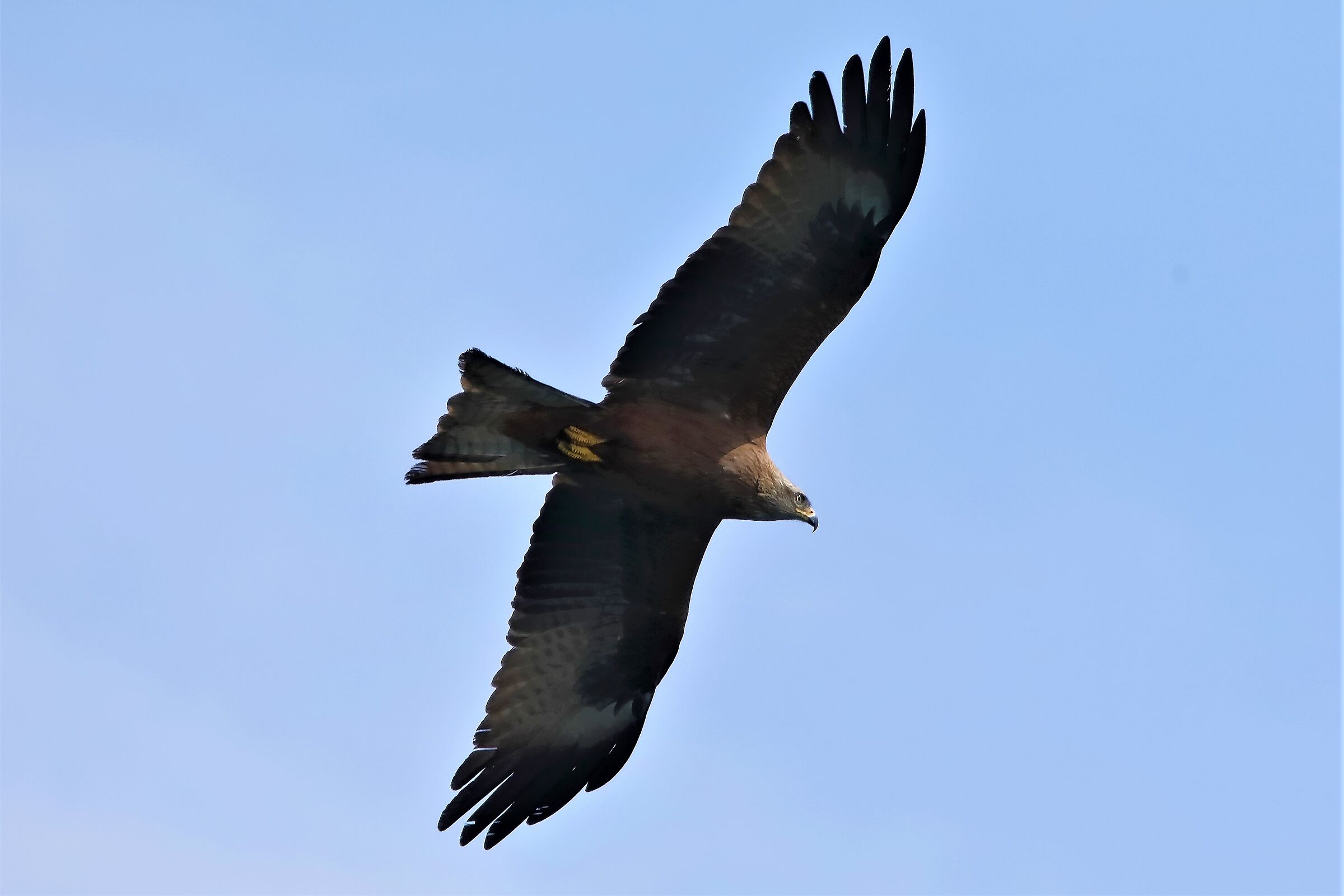 Nibbio bruno 06-04-2023