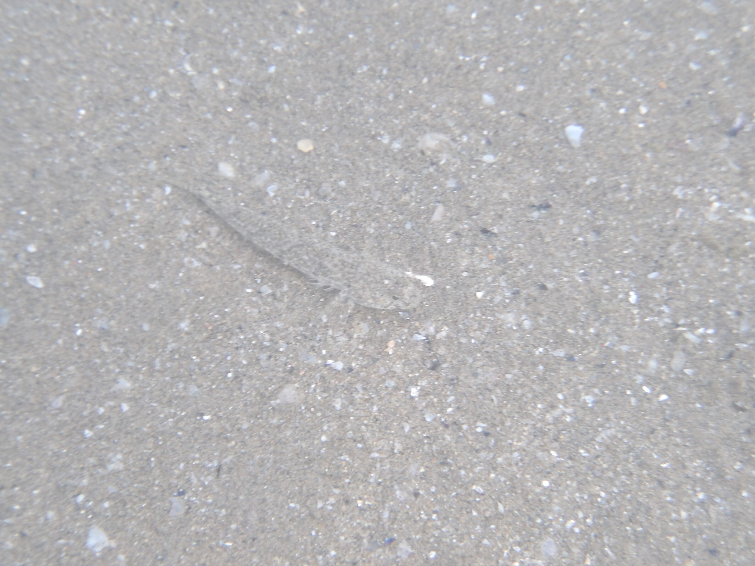 Pesce mimetizzato, camouflaged fish