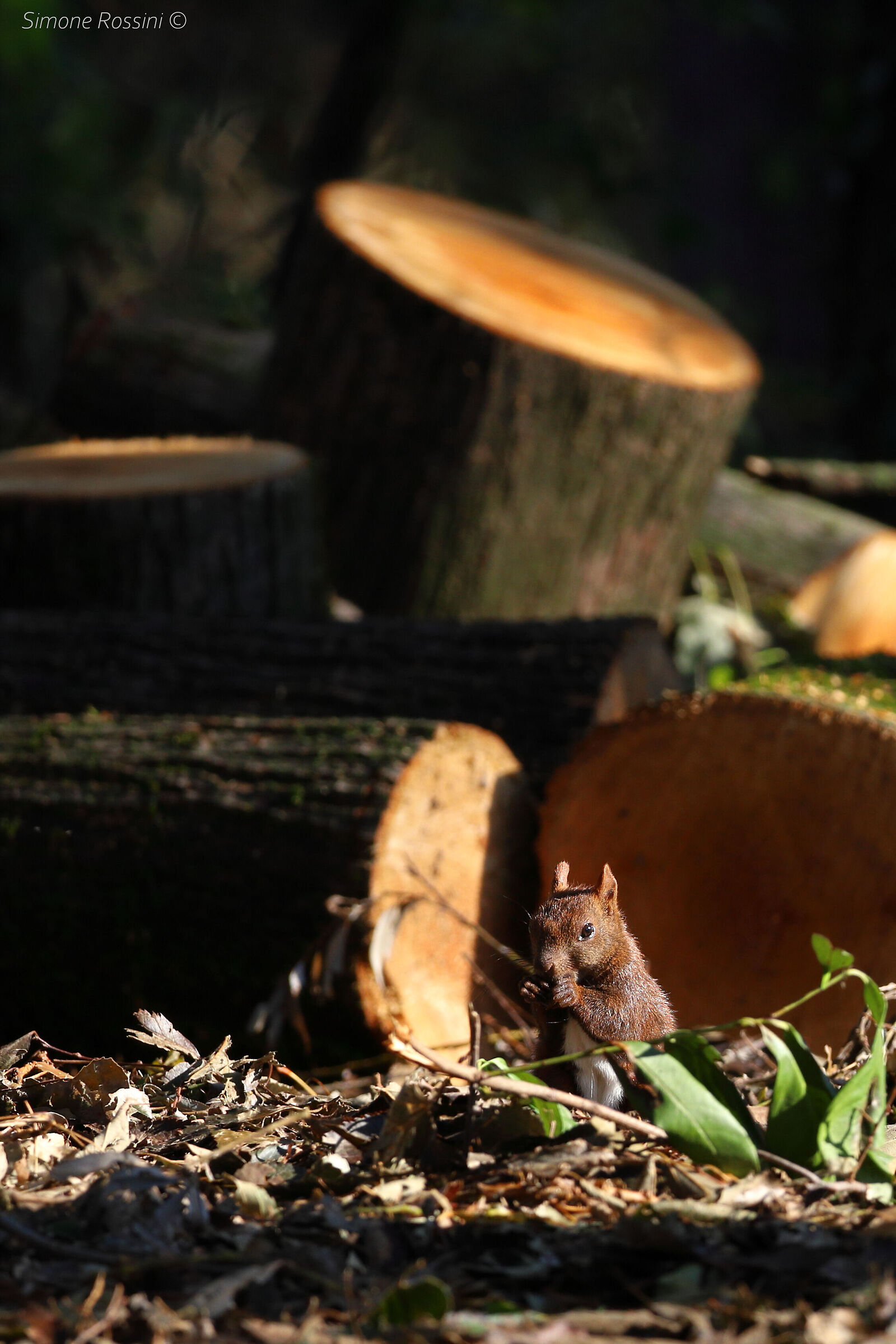 Breakfast in the woods