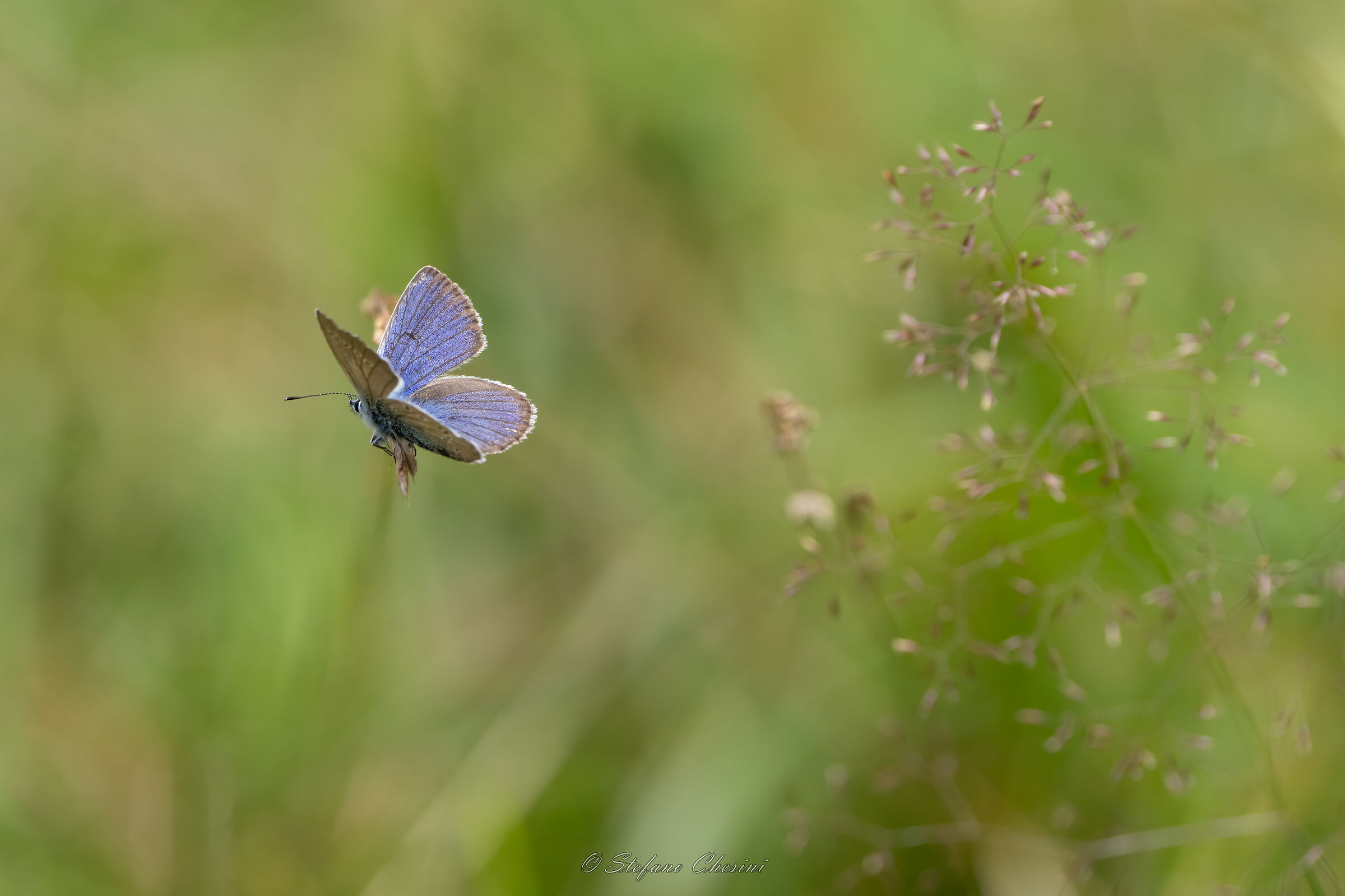 Blu di Amanda nel verde