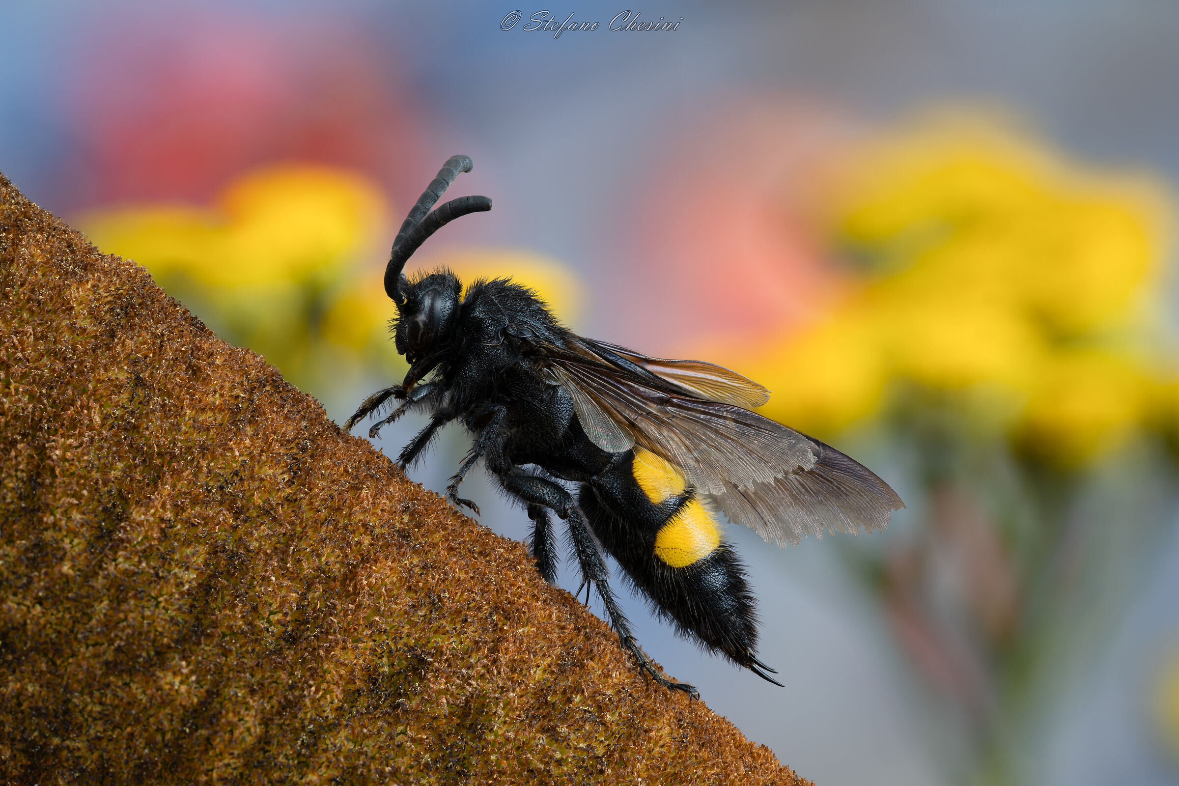 Scolia hirta in salita