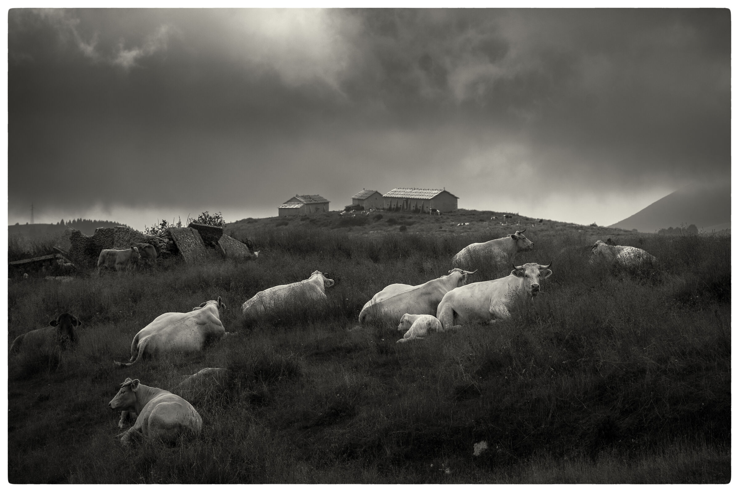 Mucche in malga, Lessini