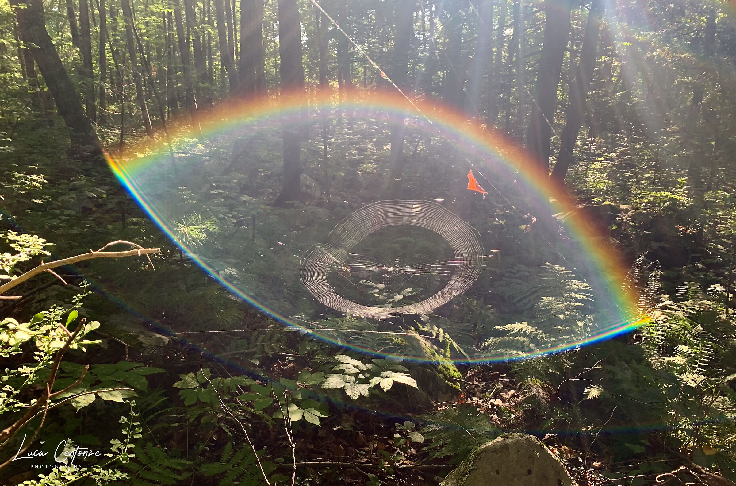 L'occhio della foresta