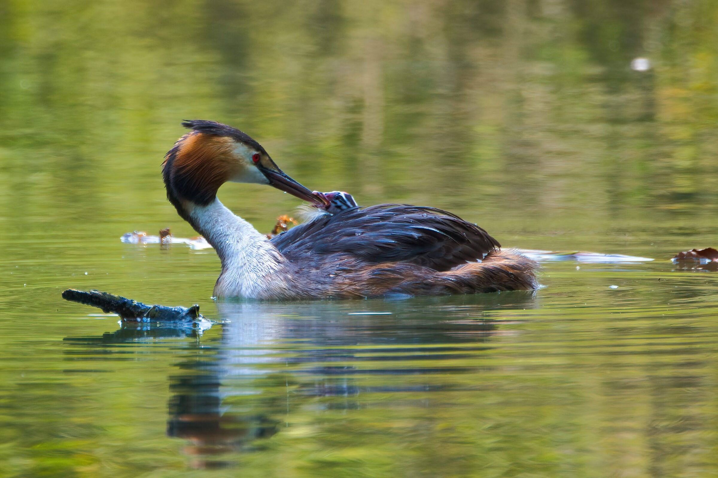 Great grebe with pullo.