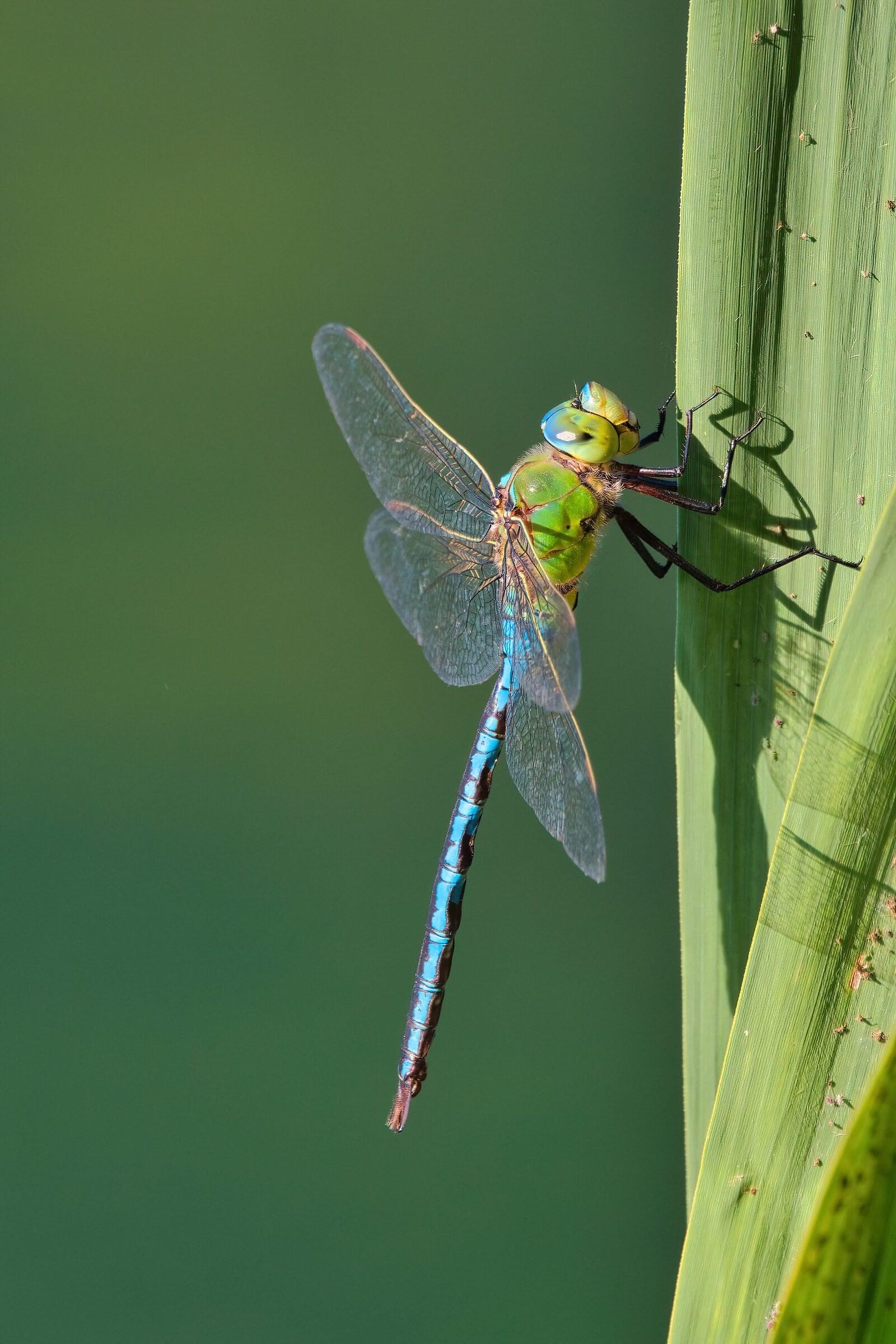 Anax Imperator