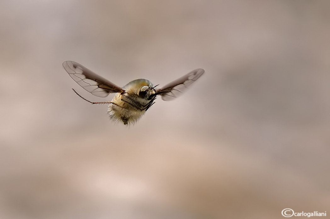 Bombillo in flight