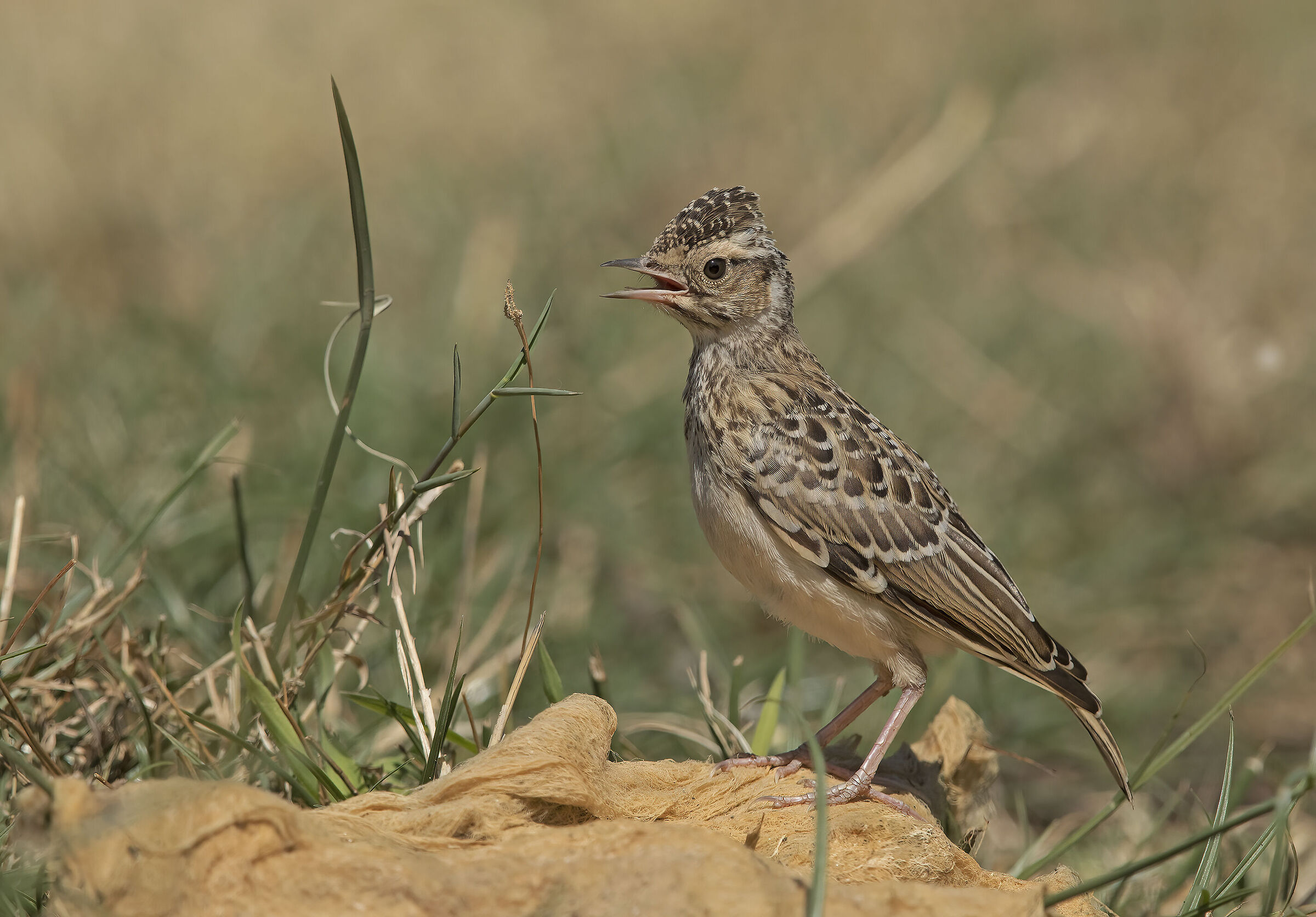 tottavilla giovane...