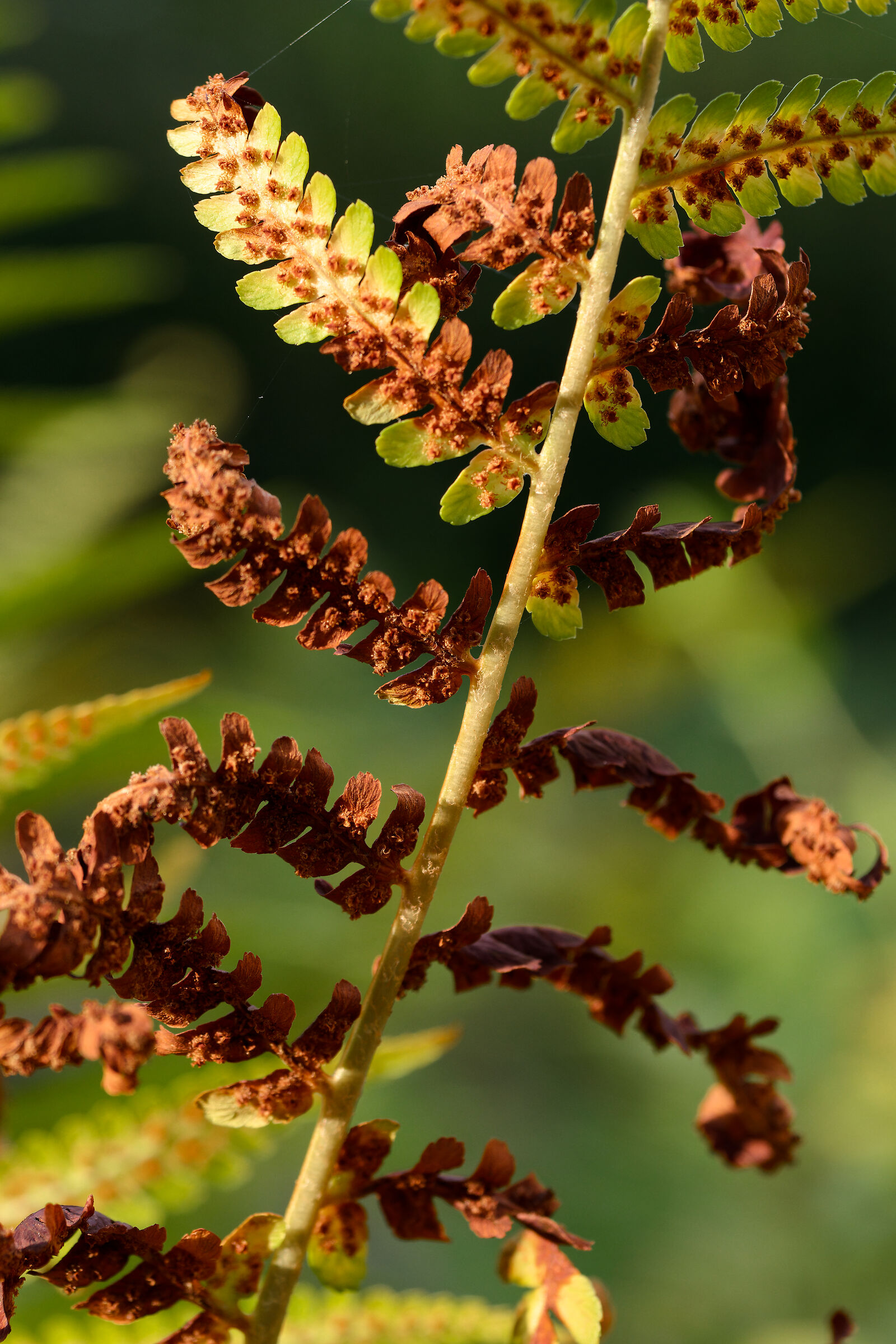 Rust leaves (1)