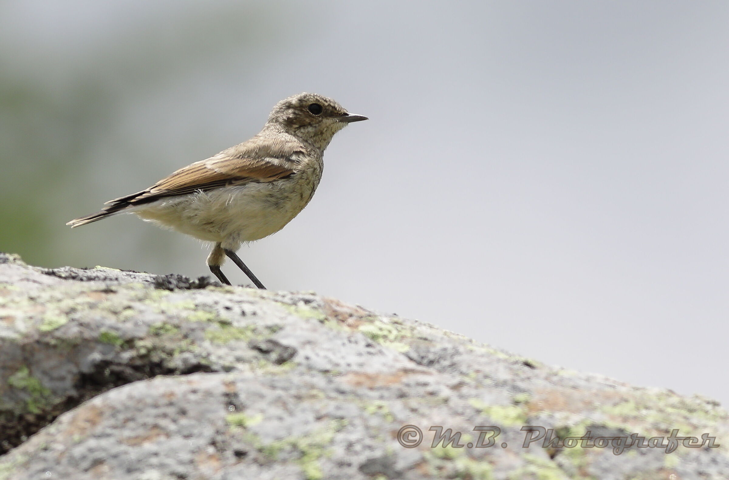 Northern wheatear