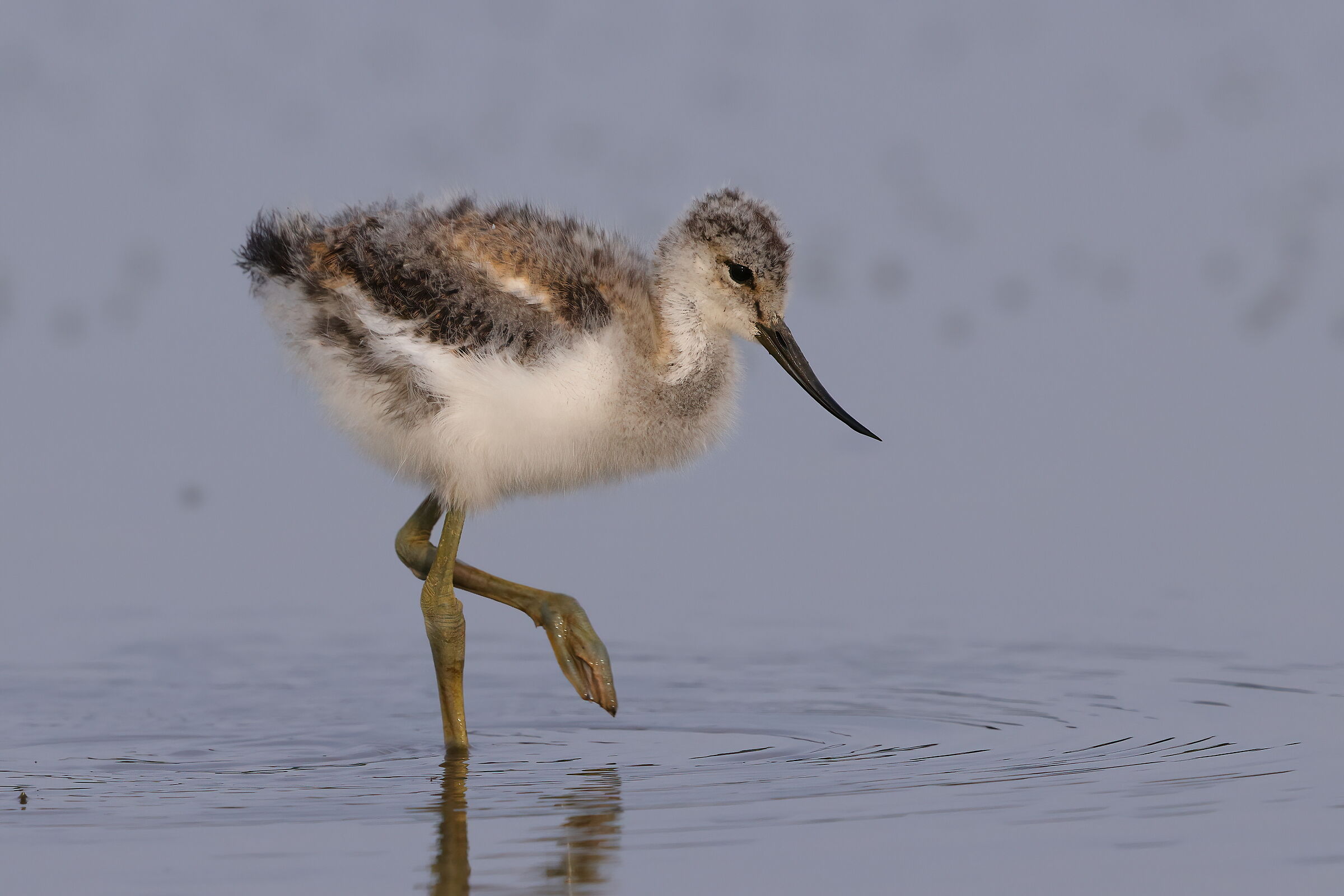 Young avocet