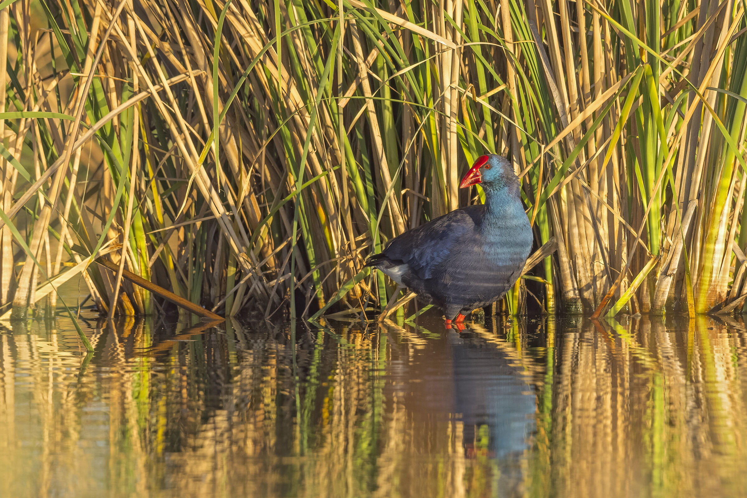 Pollo di palude occidentale,