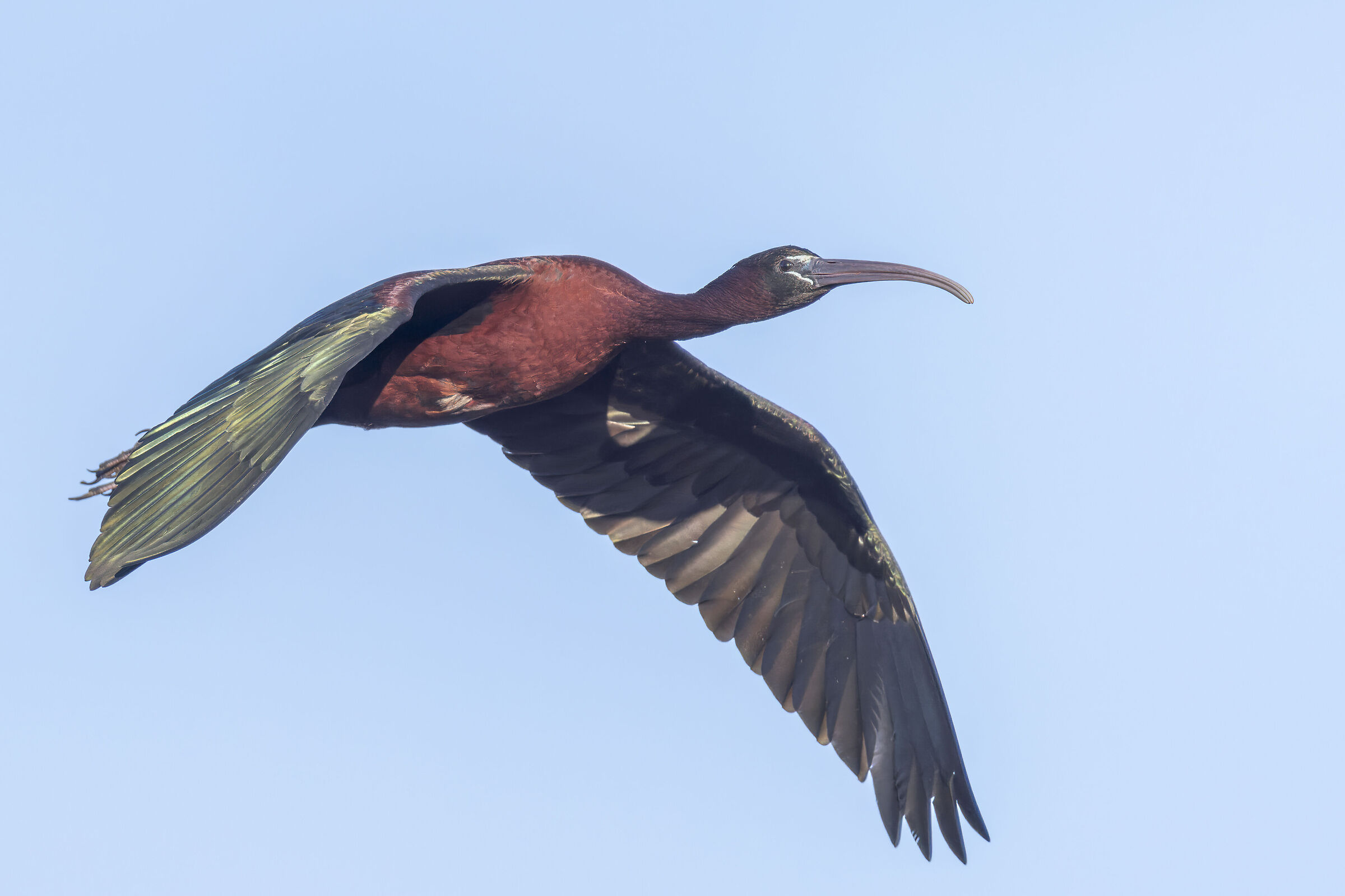 Ibis lucido, Plegadis falcinellus