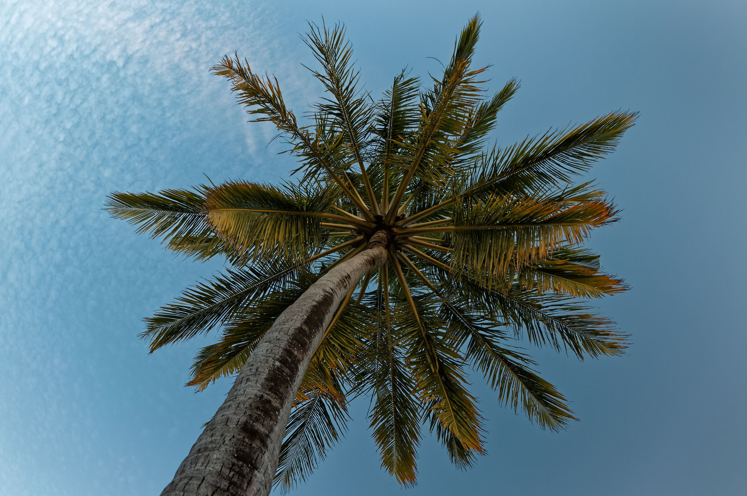 Palma da cocco