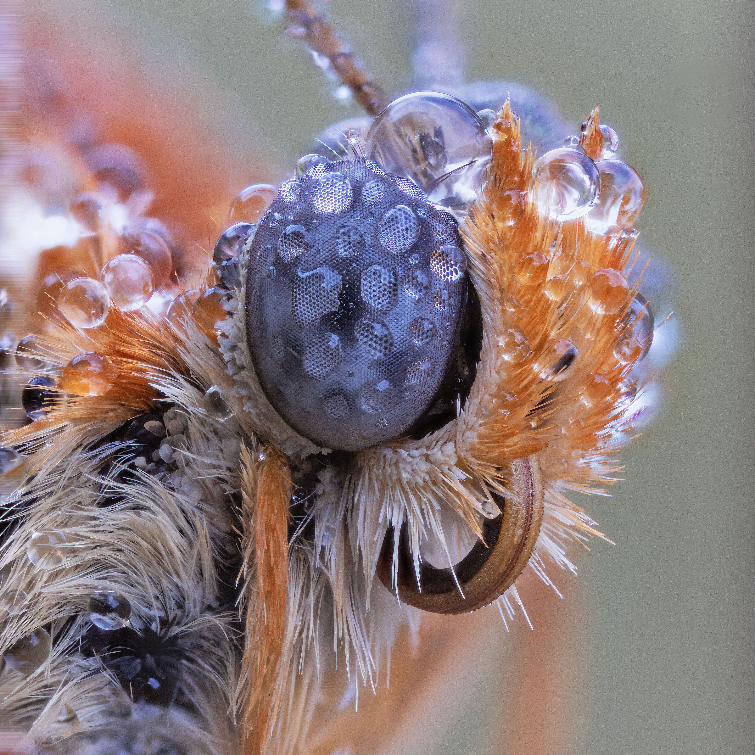 Melitaea didyma
