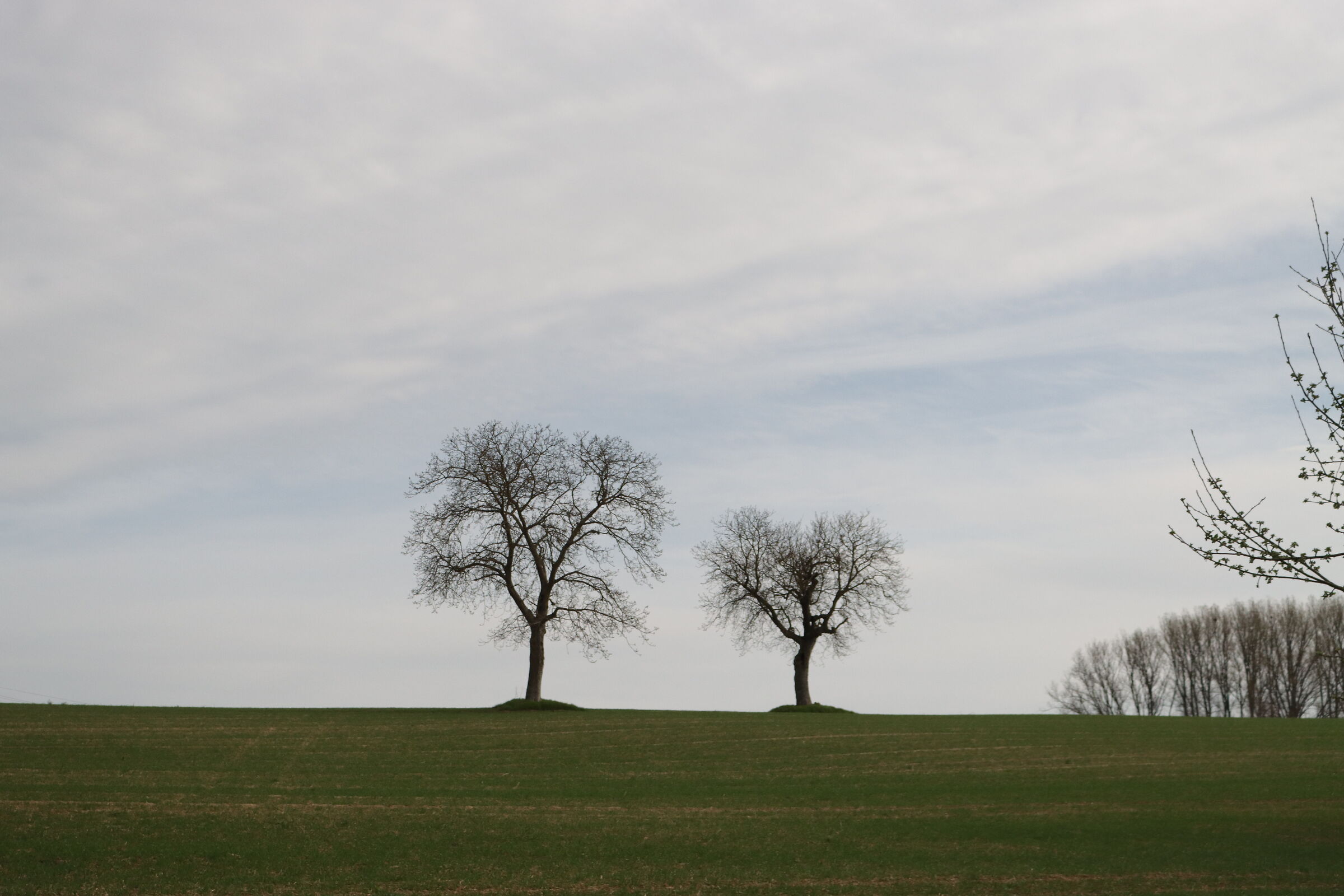 Alberi solitari