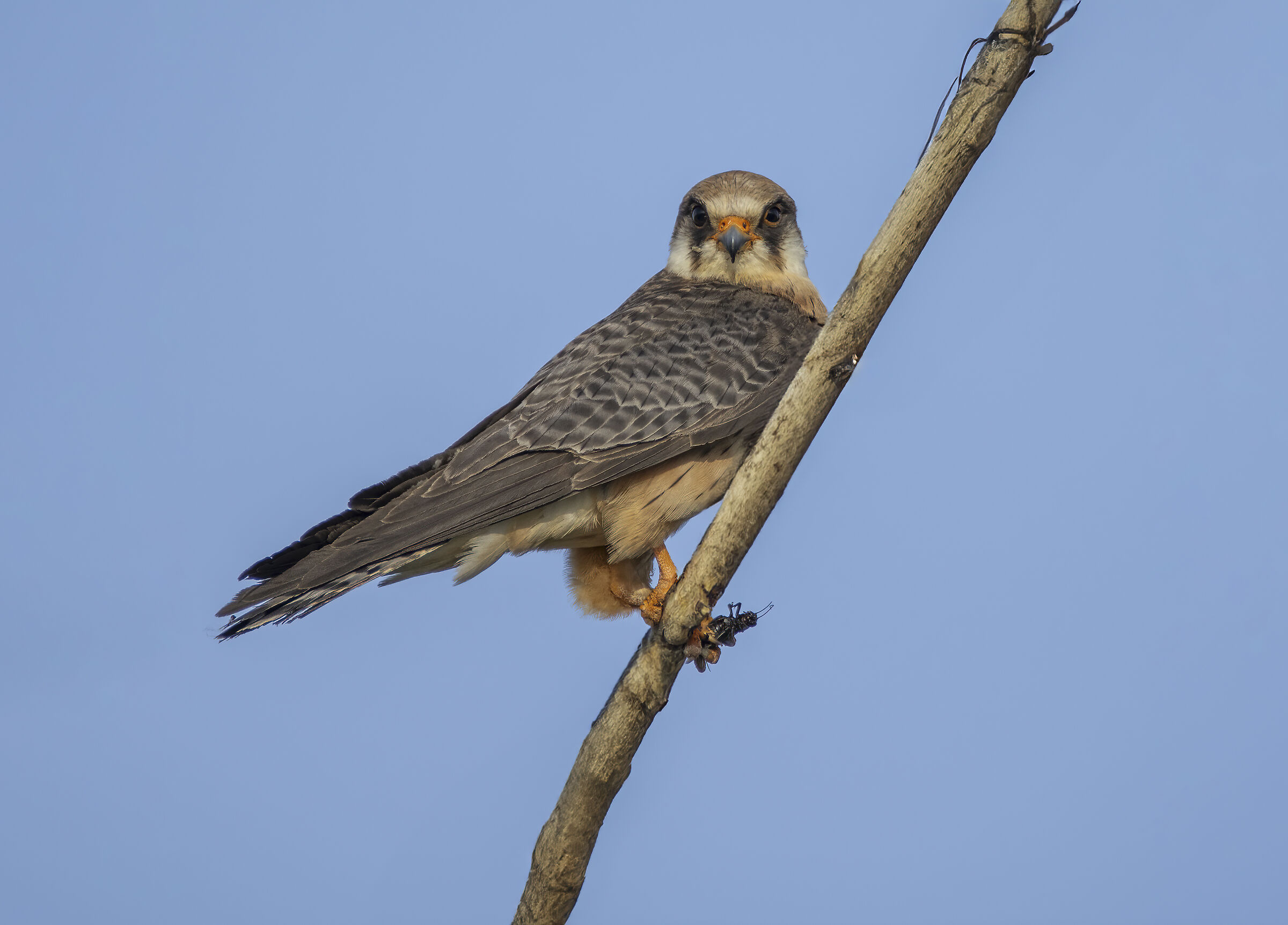 Falco vespertinus o cuculo..