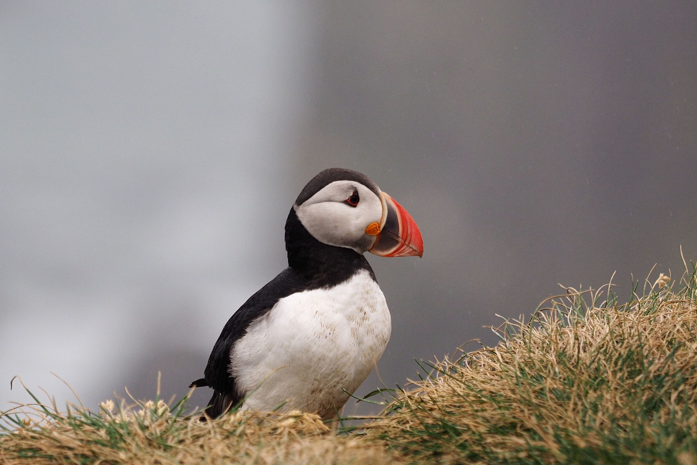 Puffin