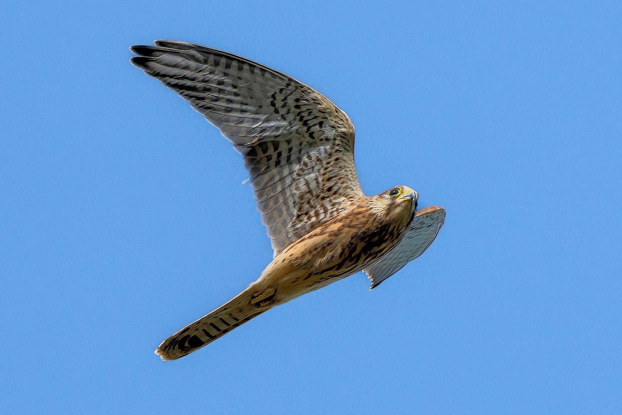 Kestrel (Falco tinnunculus)