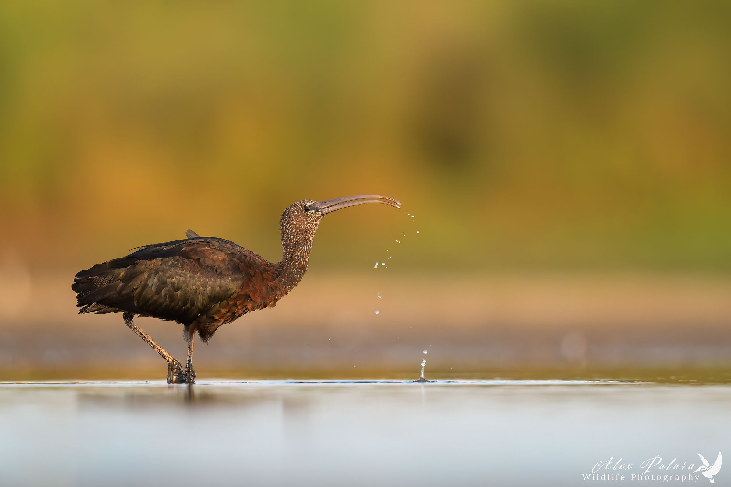 Glossy ibis