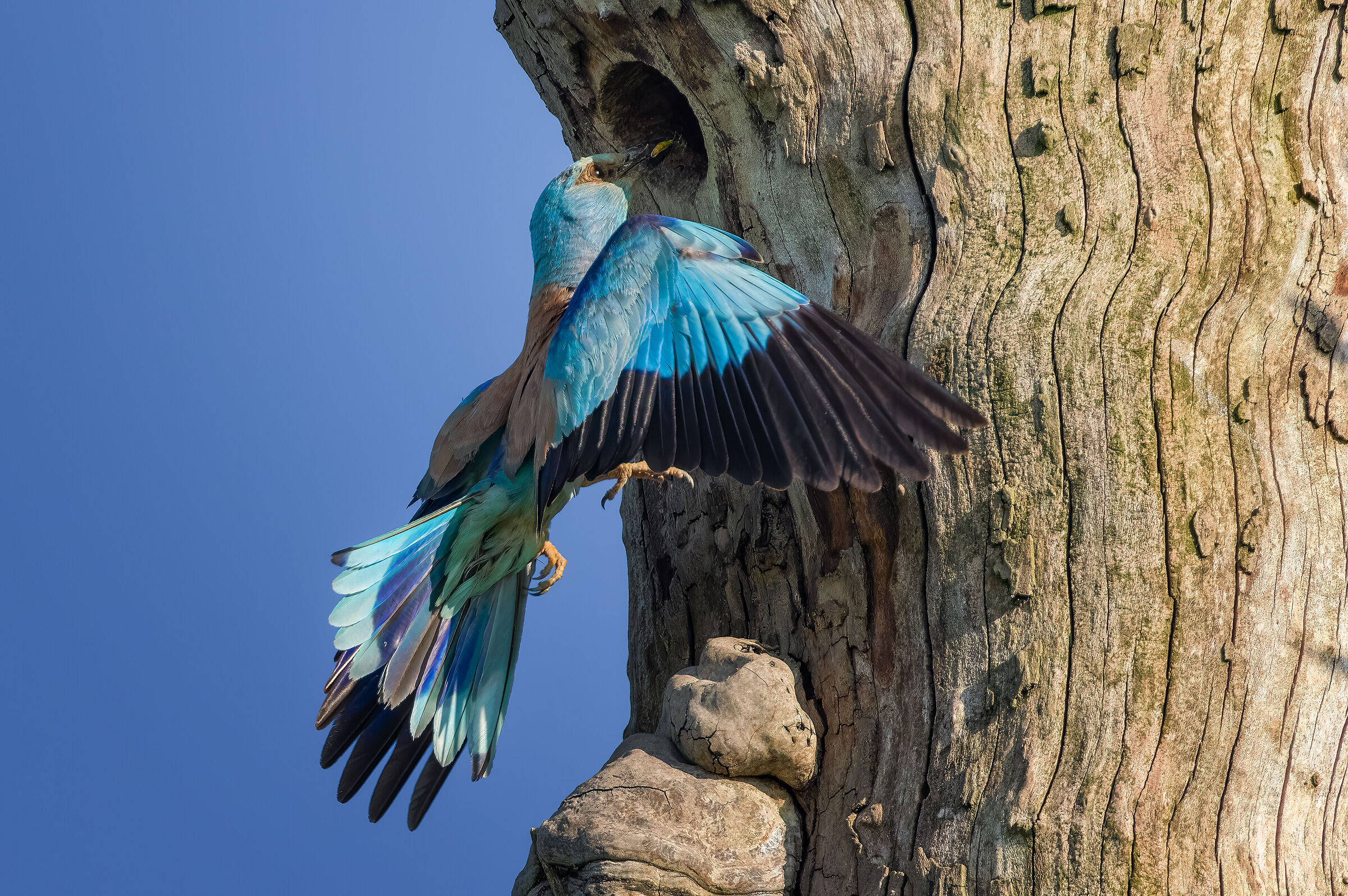 Acrobatica imbeccata