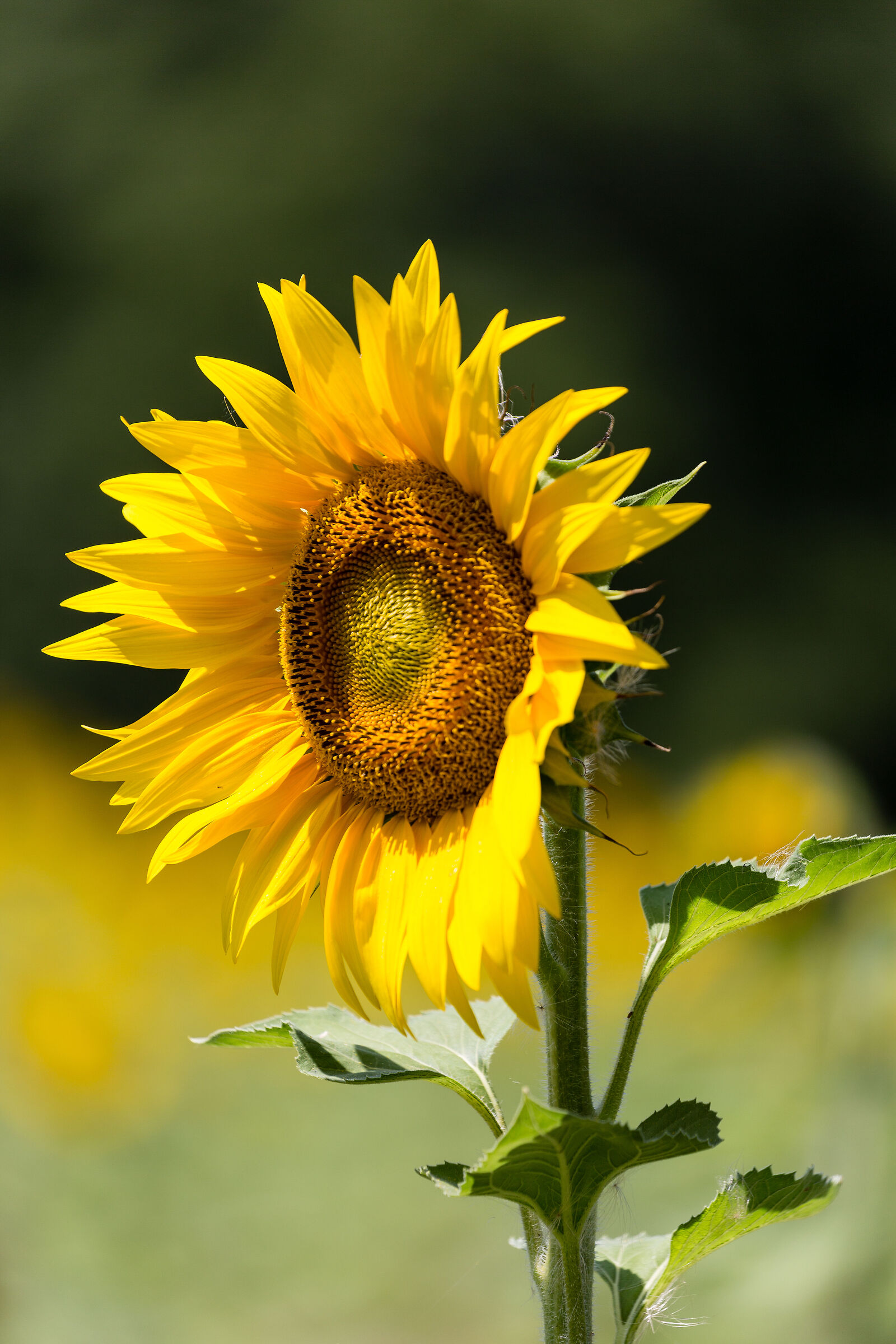 Sunflower