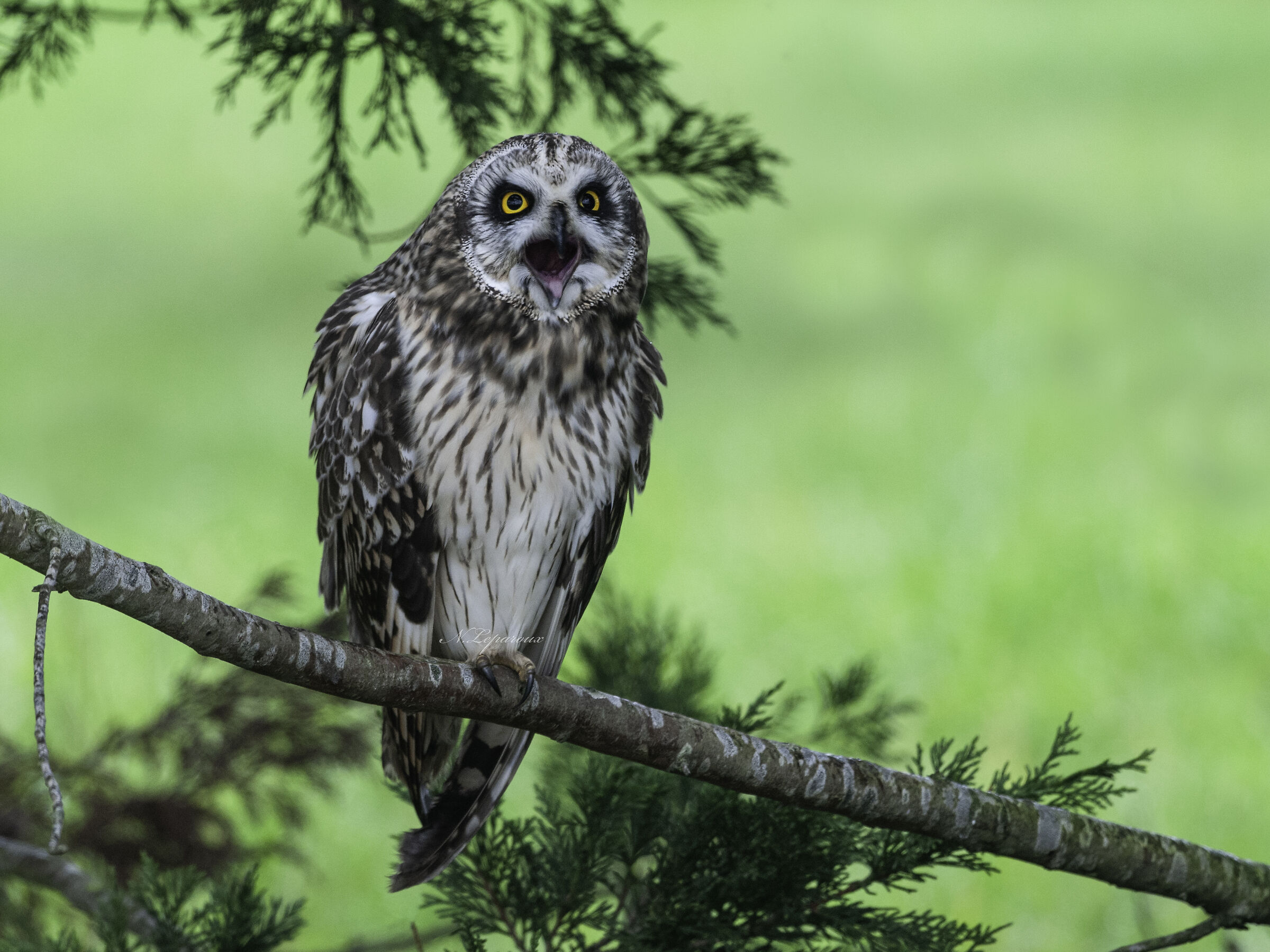 Hibou des marais (temps pluvieux)