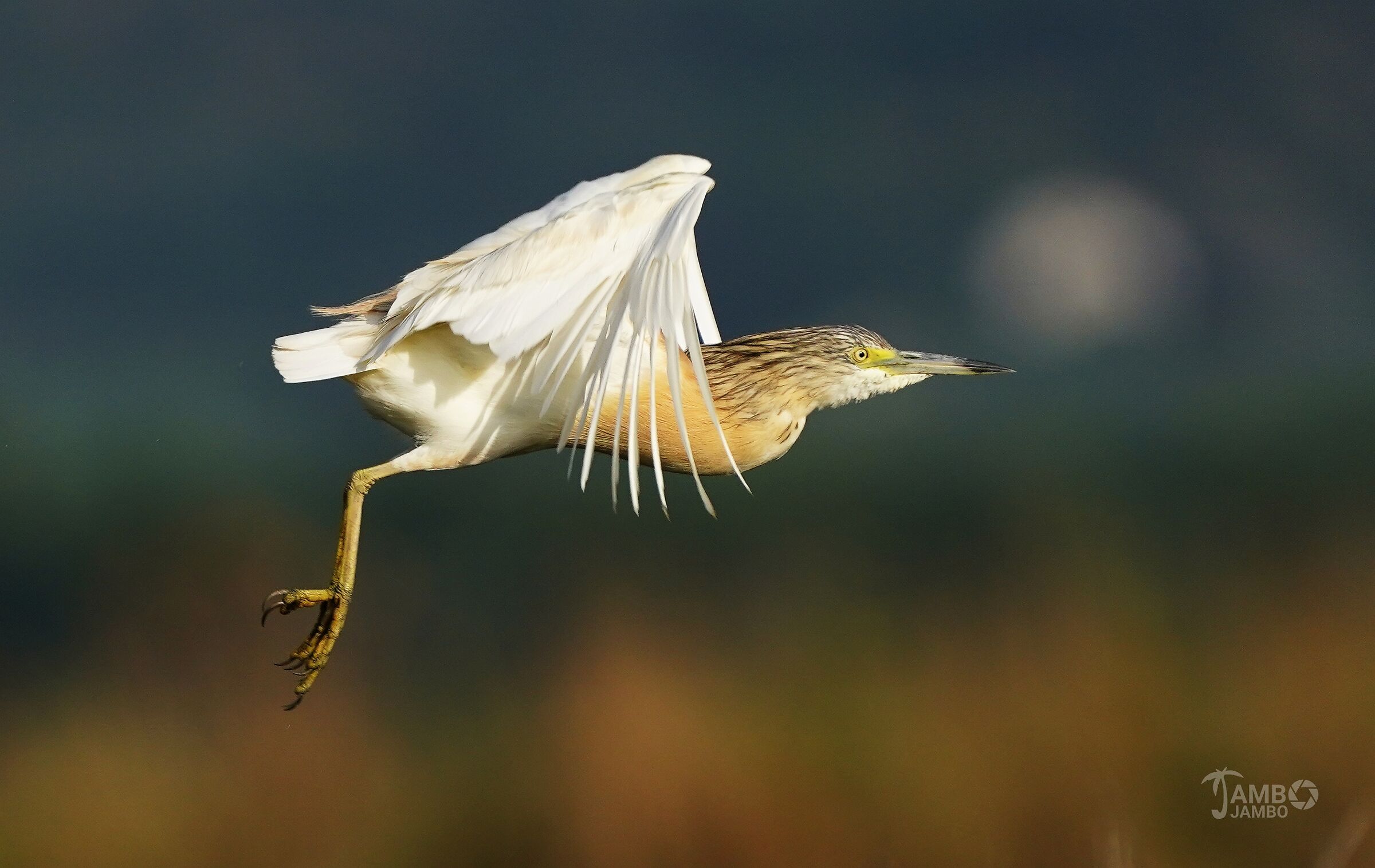 Squacco heron